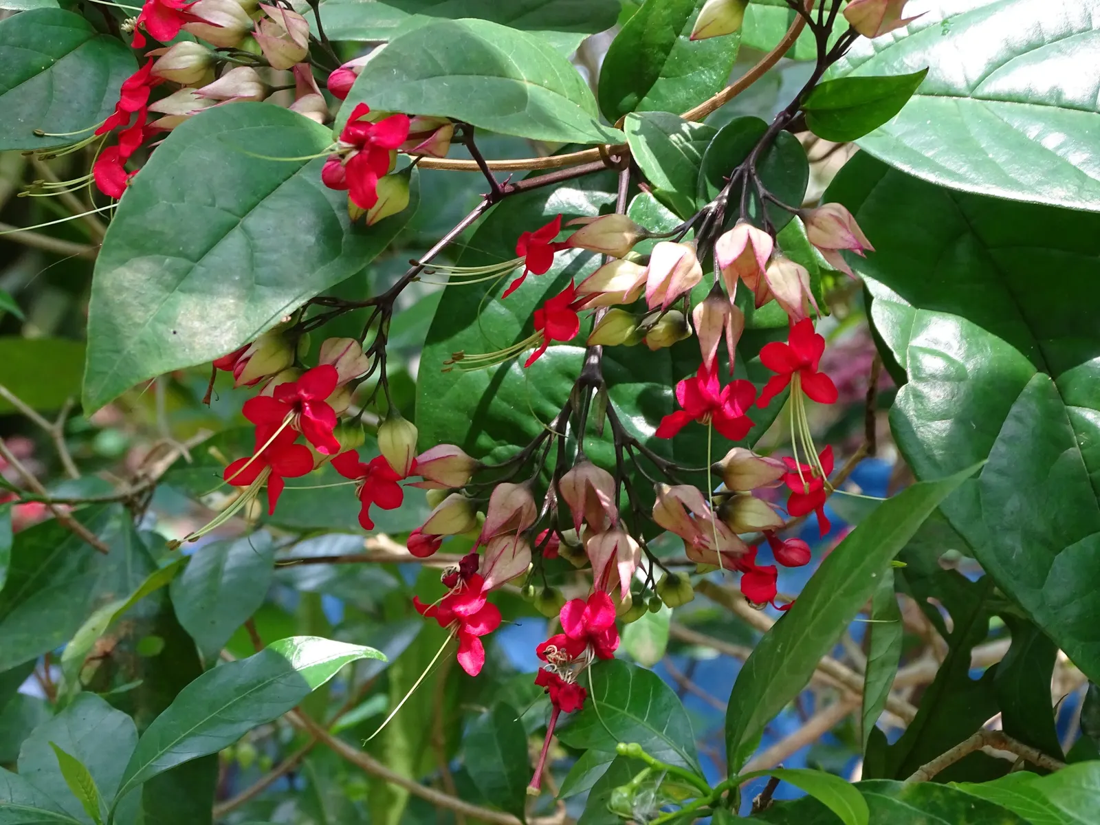 Bleeding Glory-Bower (Clerodendrum Thomsoniae) — vine for half; a routine application of balanced, image 75