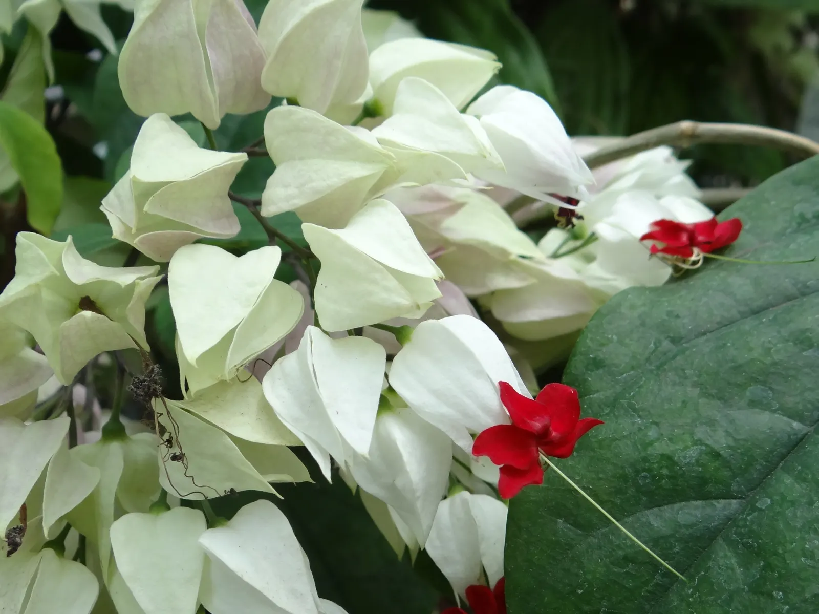 Bleeding Glory-Bower (Clerodendrum Thomsoniae) — Ideal for trellises or as a captivating focal point in a romantic garden theme