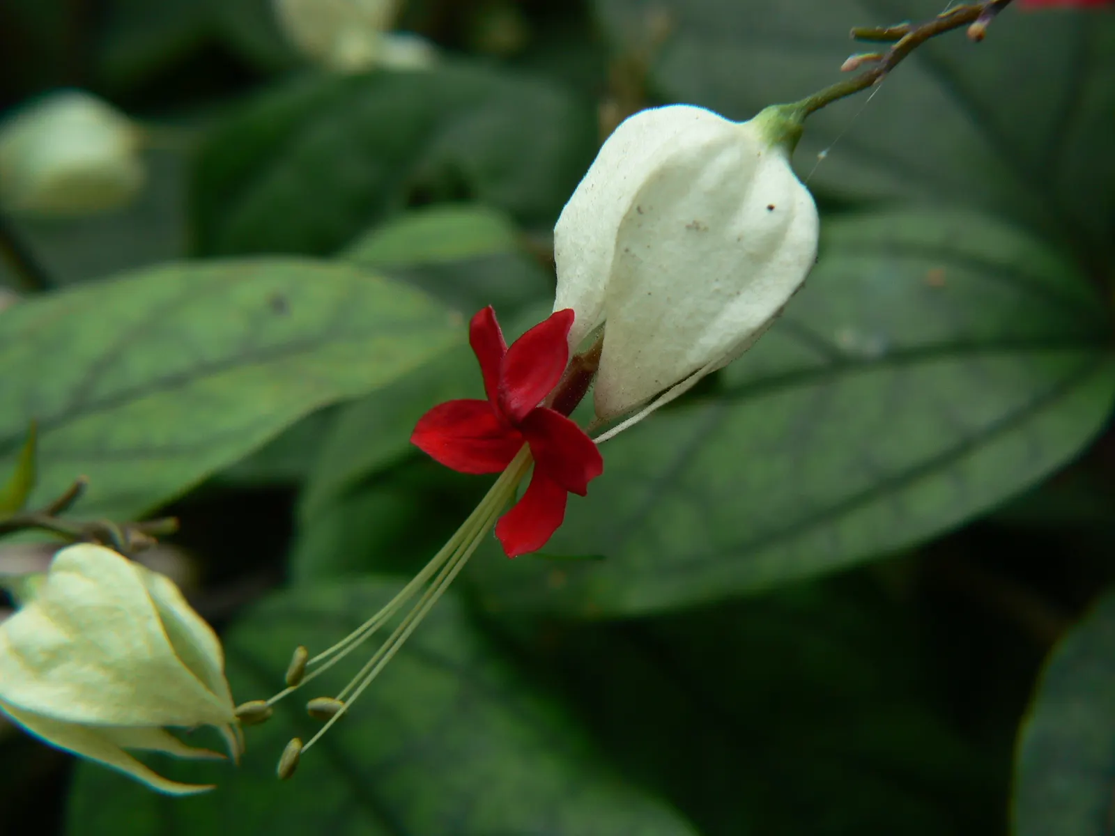 Bleeding Glory-Bower (Clerodendrum Thomsoniae) — vine with multi-colored and red and white blooms; although it requires some shade in the hottest, image 149