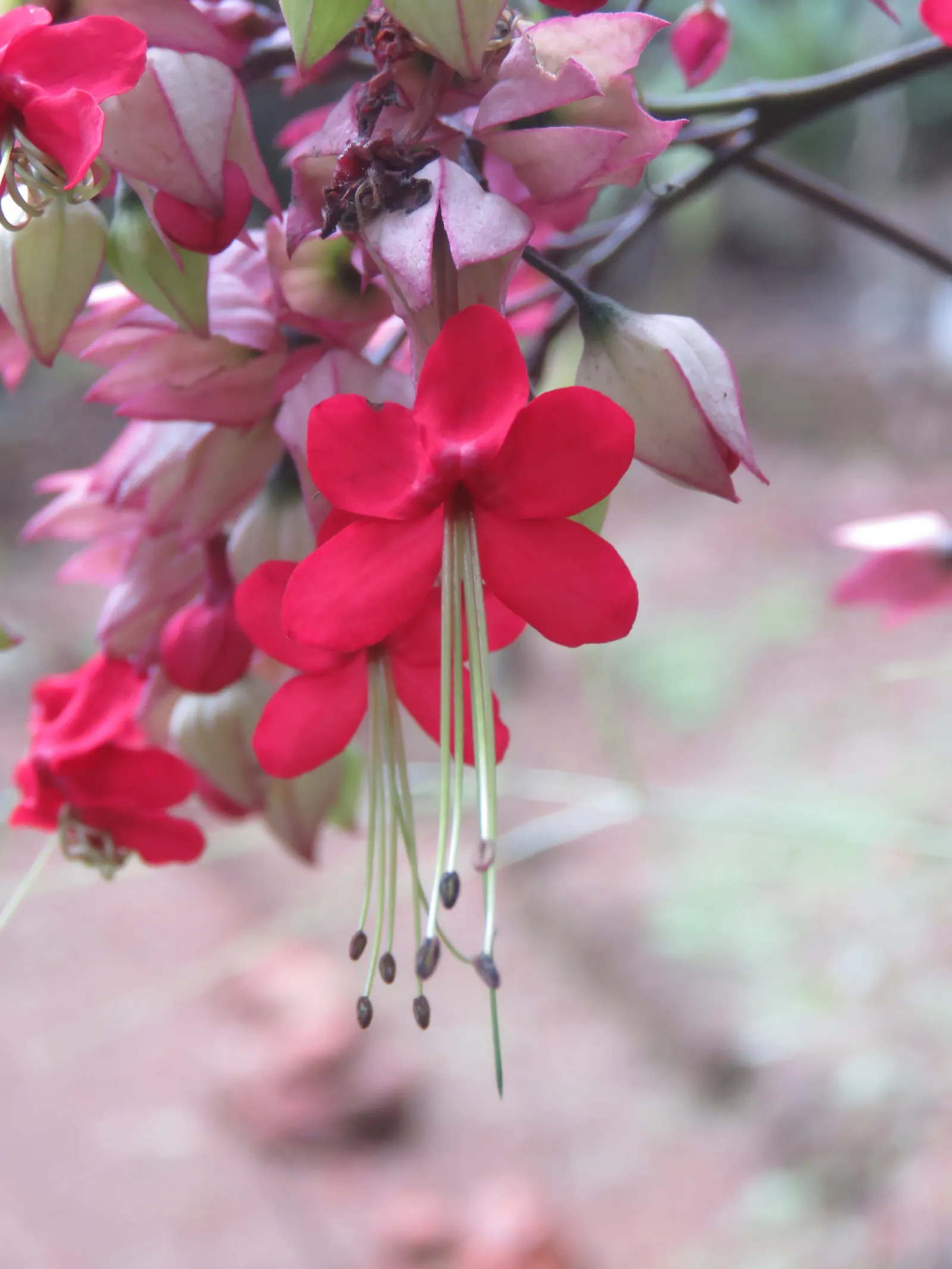 Bleeding Glory-Bower (Clerodendrum Thomsoniae) — such as a trellis or fence; multi-colored and red and white flowers in the garden, image 118
