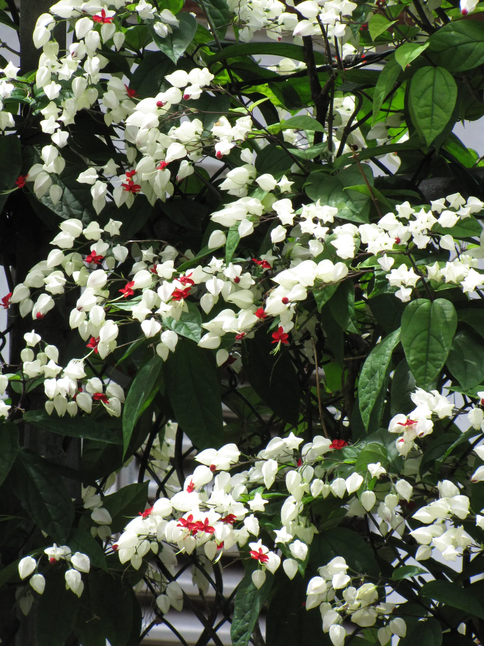 Bleeding Glory-Bower (Clerodendrum Thomsoniae) — Climbing up to 15 feet, it requires support for optimal growth; which bloom primarily during the, image 77