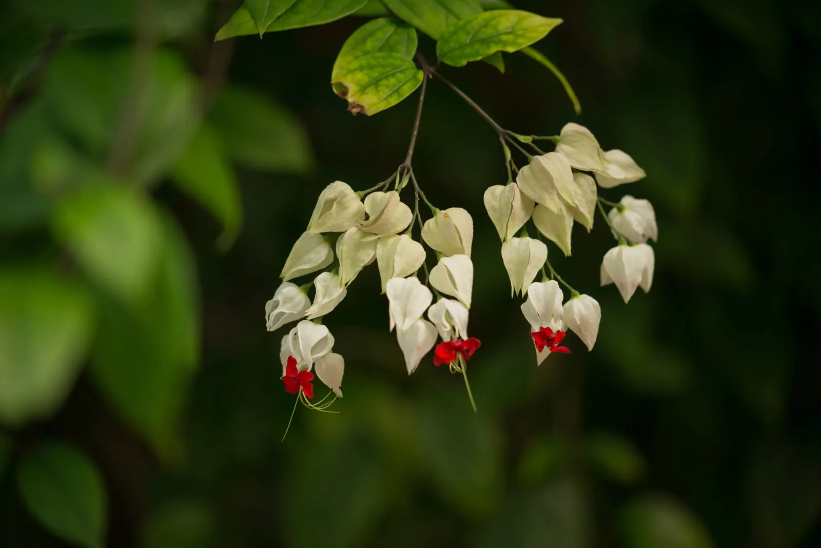 Bleeding Glory-Bower (Clerodendrum Thomsoniae) — It demands well-draining soil with a good amount of organic matter and a consistent moisture level