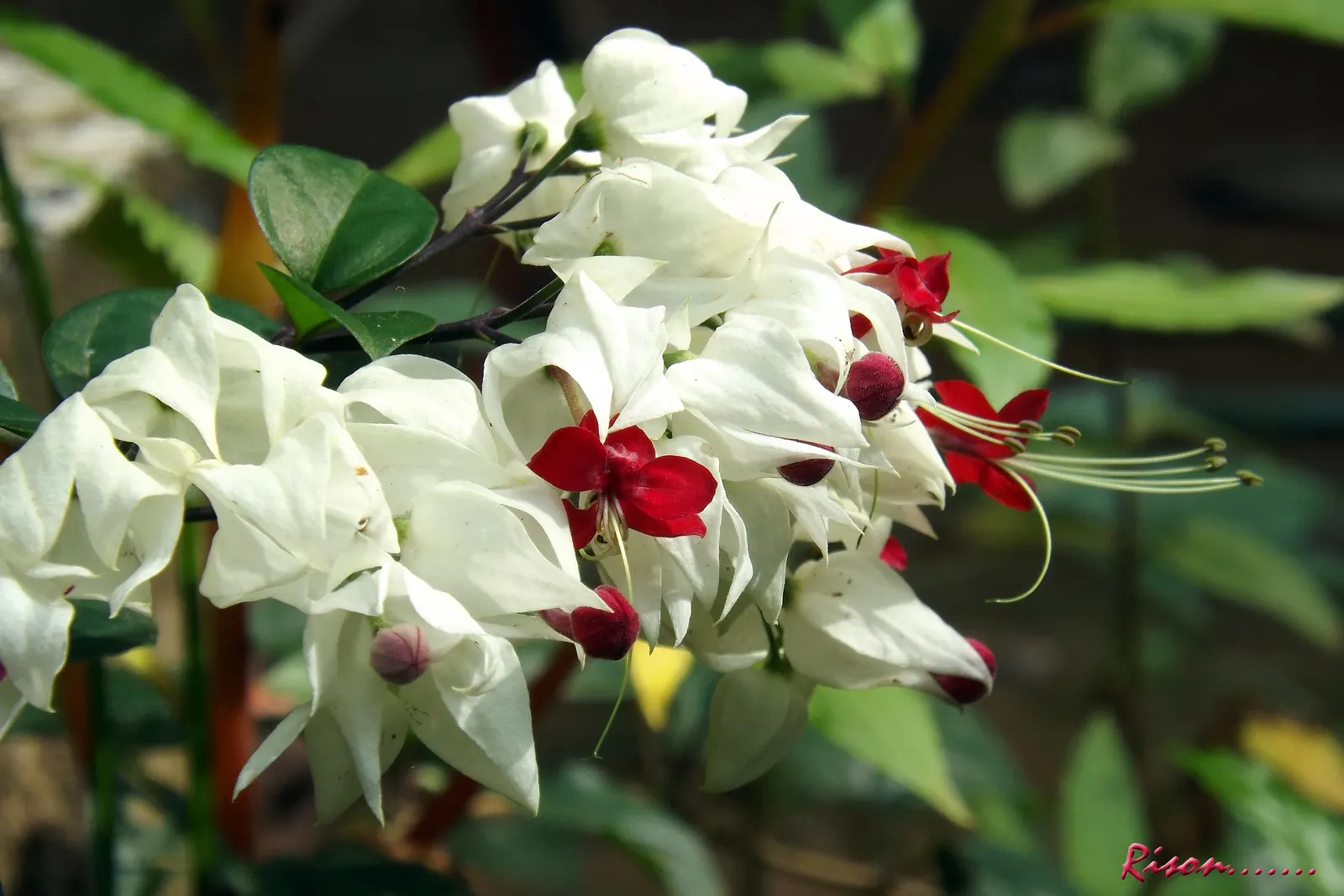 Bleeding Glory-Bower (Clerodendrum Thomsoniae) — The foliage consists of opposite; ovate leaves that are typically about 5 to 7 inches long