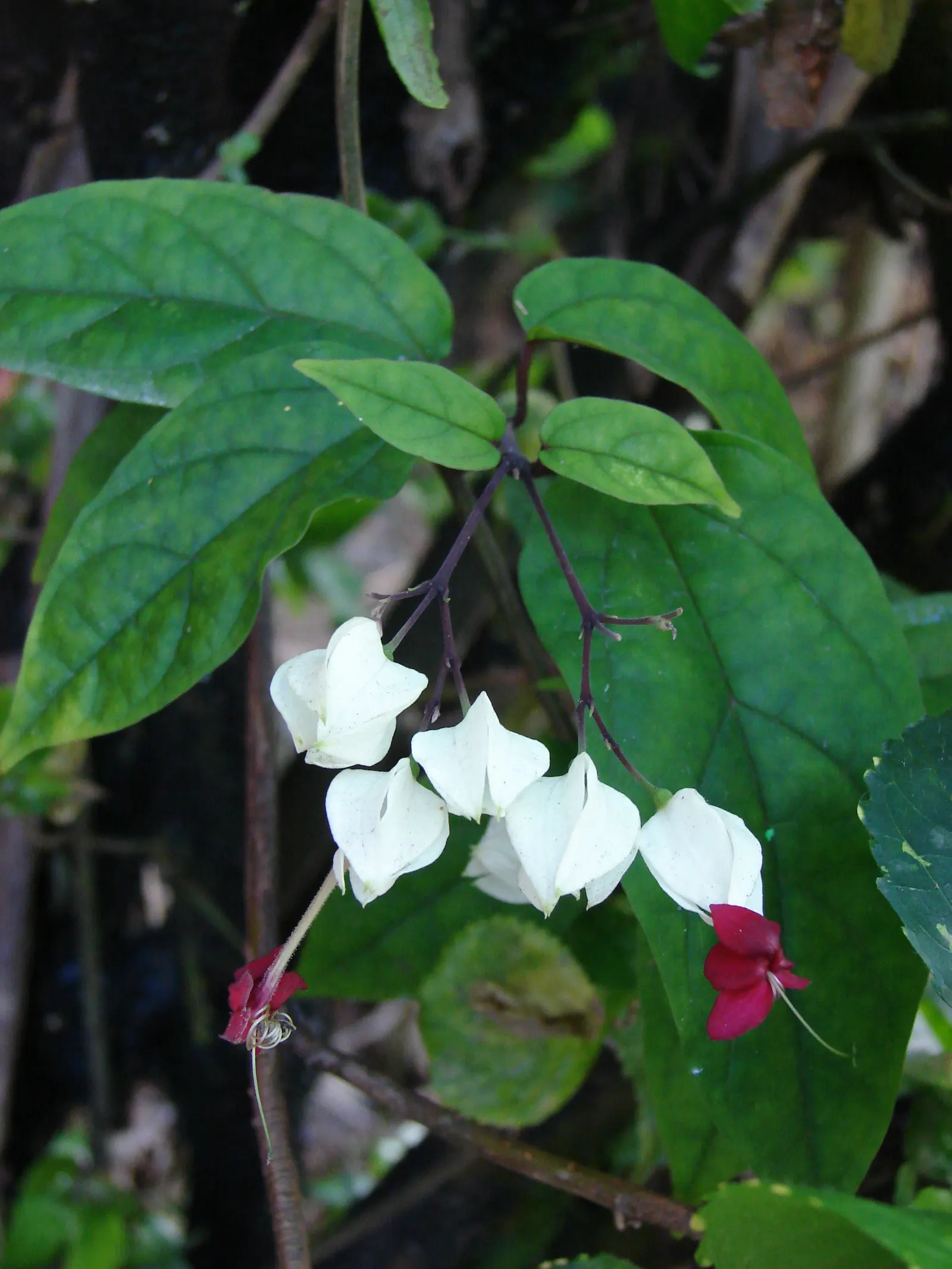 Bleeding Glory-Bower (Clerodendrum Thomsoniae) — This evergreen vine thrives in zones 9-11, preferring partial shade and well-draining soil, image 101