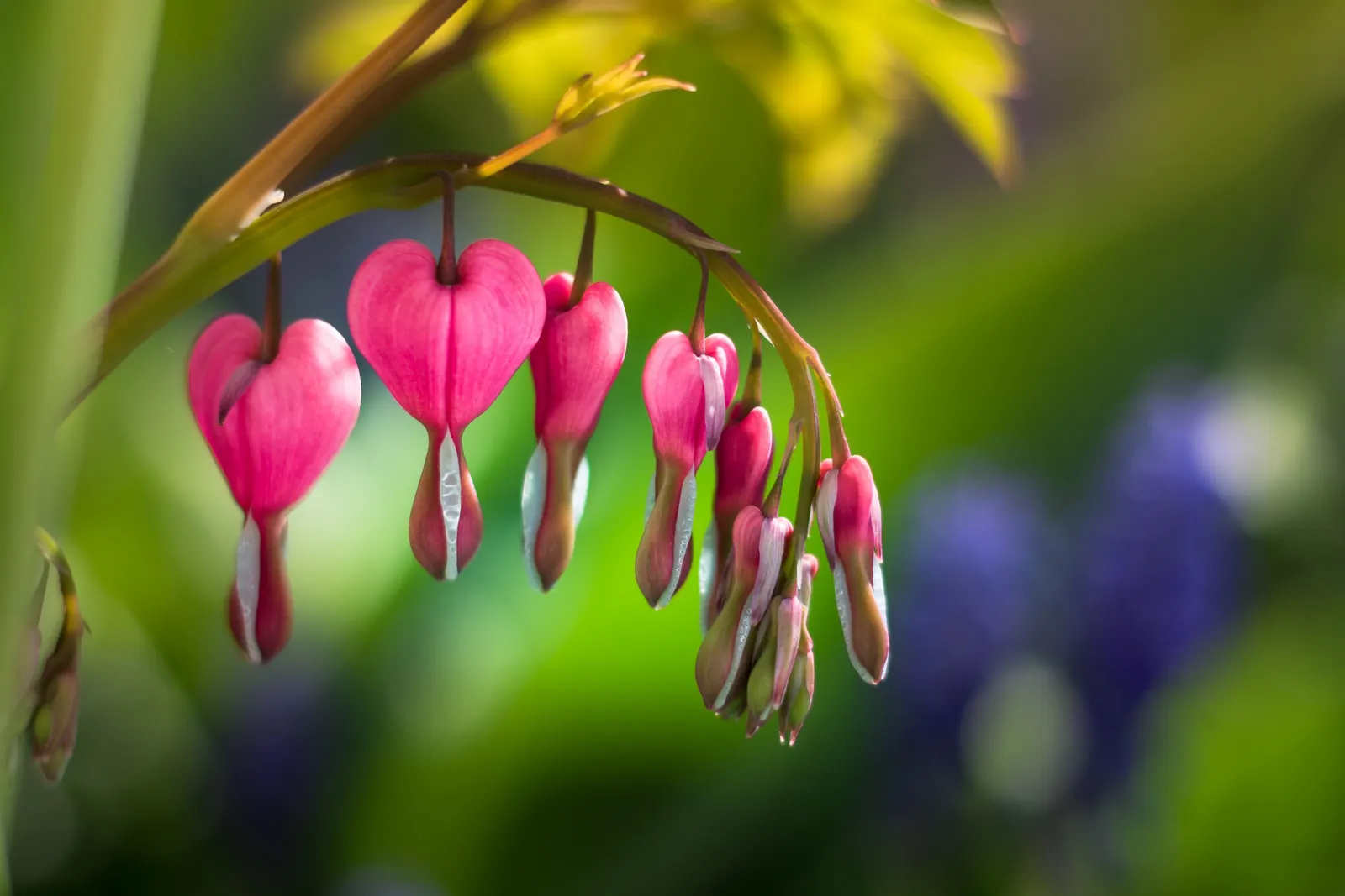 Bleeding Glory-Bower (Clerodendrum Thomsoniae) — The foliage consists of opposite; ovate leaves that are typically about 5 to 7 inches long, image 84