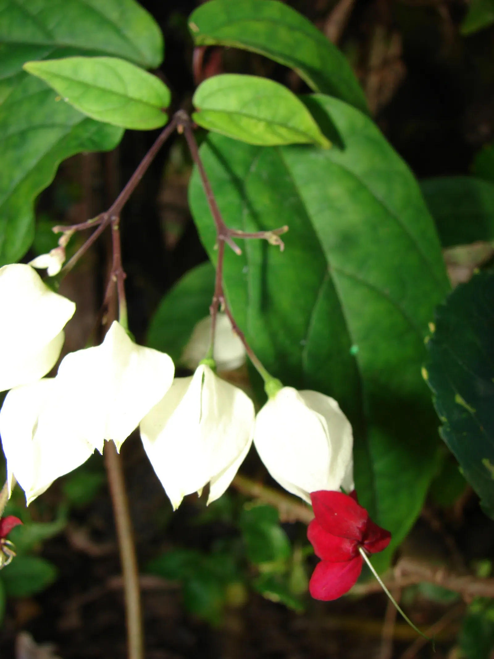Bleeding Glory-Bower (Clerodendrum Thomsoniae) — This evergreen climber is renowned for its striking floral display and can reach a length of up to, image 133