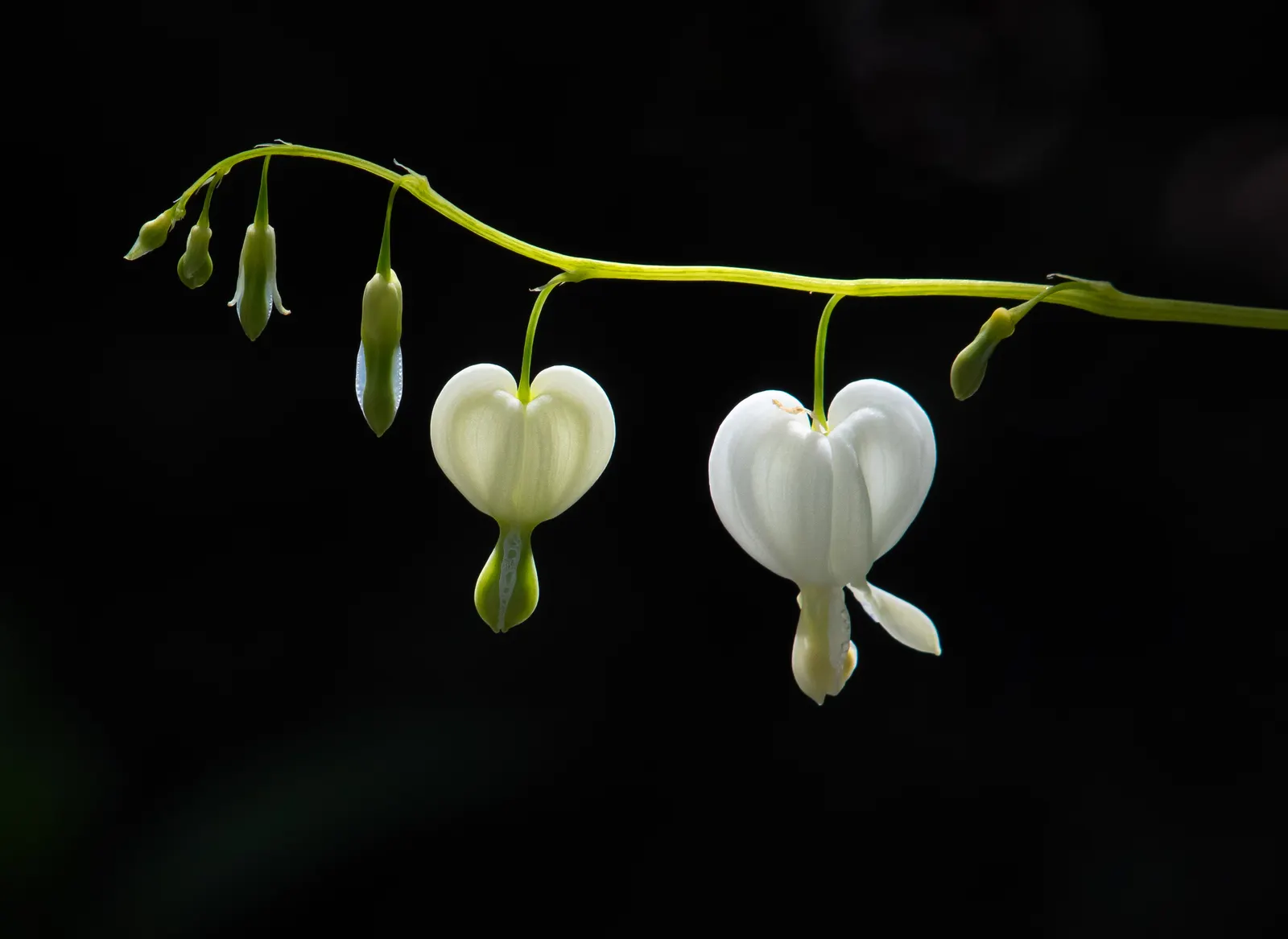 Bleeding Glory-Bower (Clerodendrum Thomsoniae) — Each unique bloom is composed of two parts: a white; scientifically named Clerodendrum thomsoniae, image 137