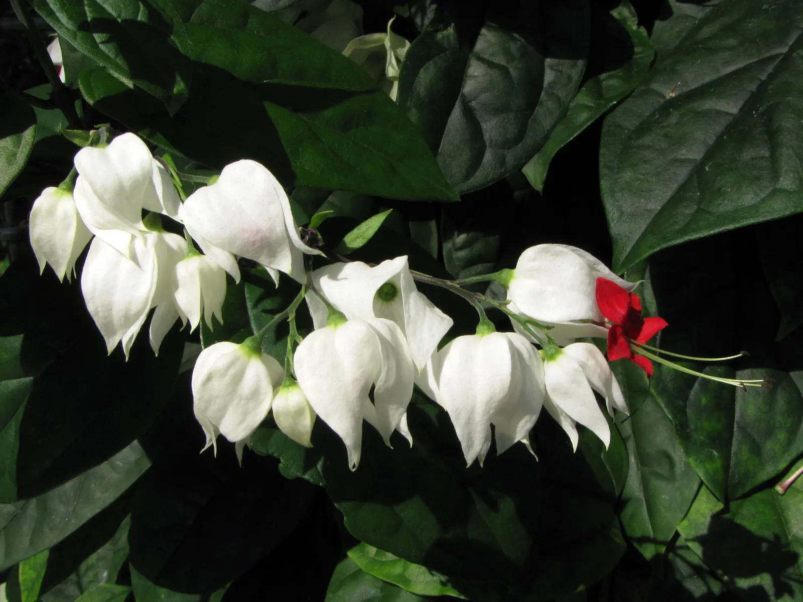 Bleeding Glory-Bower (Clerodendrum Thomsoniae) — which bloom primarily during the warm seasons; vine with multi-colored and red and white blooms, image 111