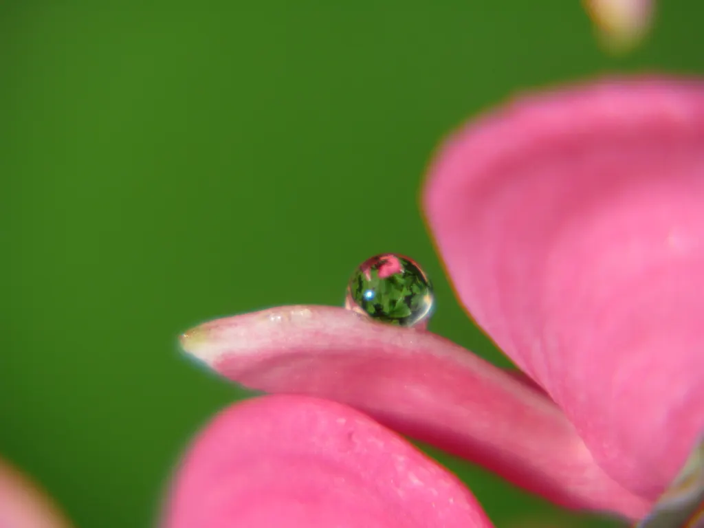 Bleeding Glory-Bower (Clerodendrum Thomsoniae) — scientifically named Clerodendrum thomsoniae; creating the appearance of a drop of blood - a, image 56