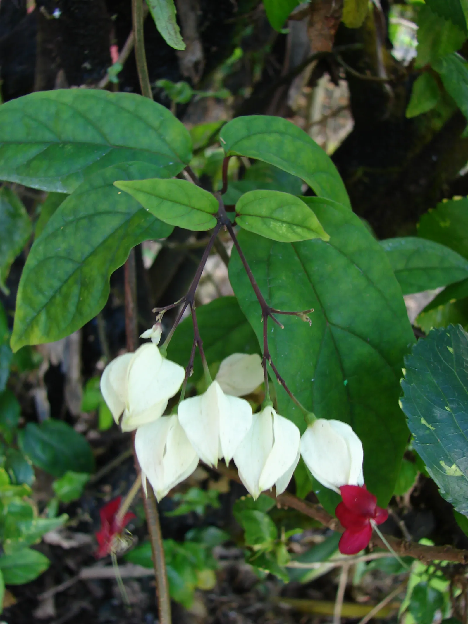 Bleeding Glory-Bower (Clerodendrum Thomsoniae) — Regular watering and occasional pruning maintain shape and health; vine for half, image 154