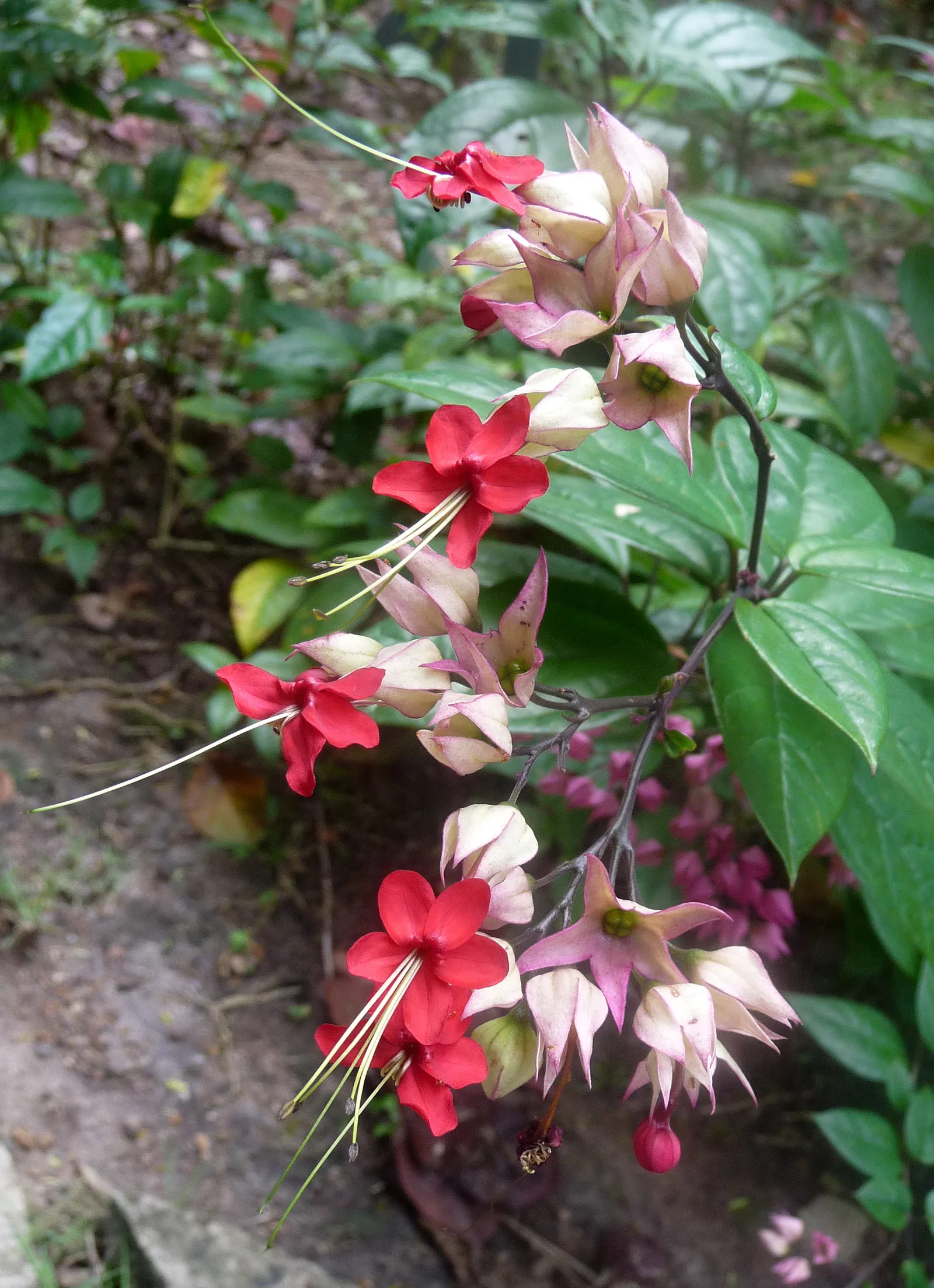 Bleeding Glory-Bower (Clerodendrum Thomsoniae) — consider its twining nature and striking flowers as focal points along walls; each unique bloom is, image 95