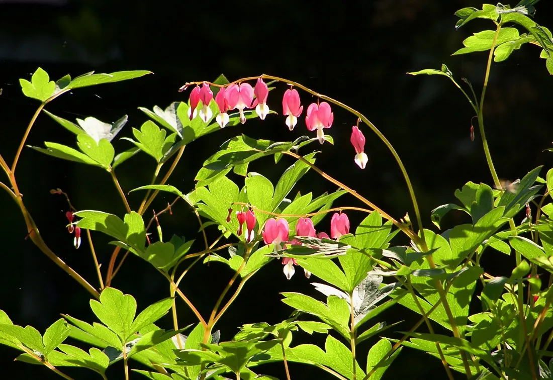Bleeding Glory-Bower (Clerodendrum Thomsoniae) — consider its twining nature and striking flowers as focal points along walls; each unique bloom is composed of