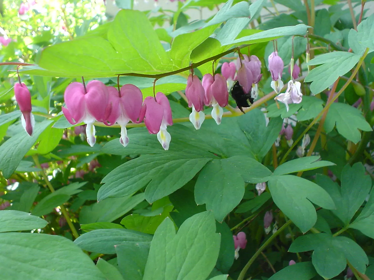 Bleeding Glory-Bower (Clerodendrum Thomsoniae) — Each unique bloom is composed of two parts: a white; scientifically named Clerodendrum thomsoniae, image 112