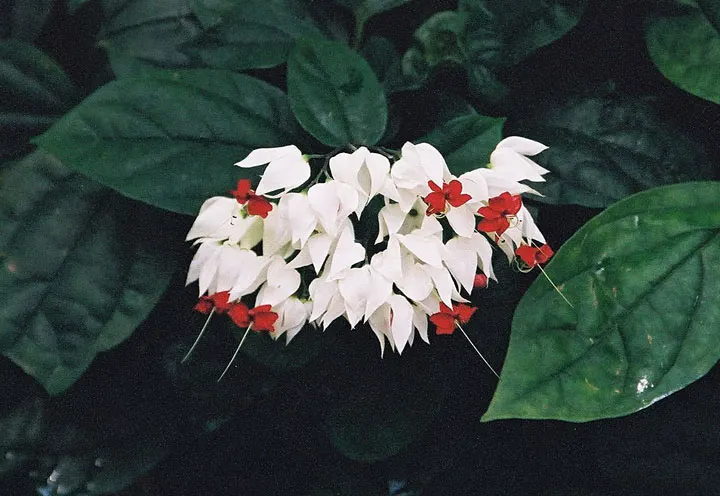 Bleeding Glory-Bower (Clerodendrum Thomsoniae) — which bloom primarily during the warm seasons