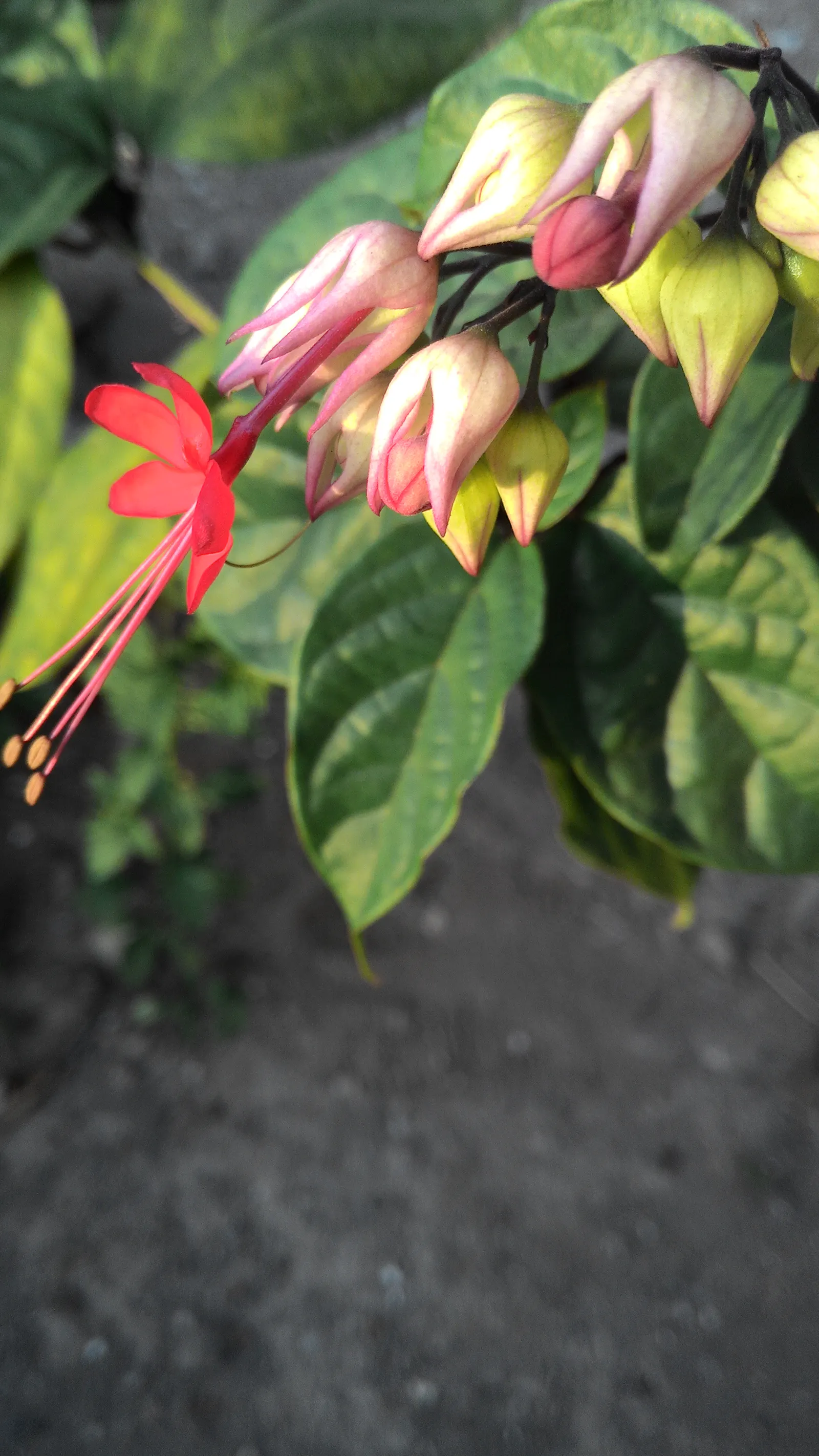 Bleeding Glory-Bower (Clerodendrum Thomsoniae) — It demands well-draining soil with a good amount of organic matter and a consistent moisture, image 166
