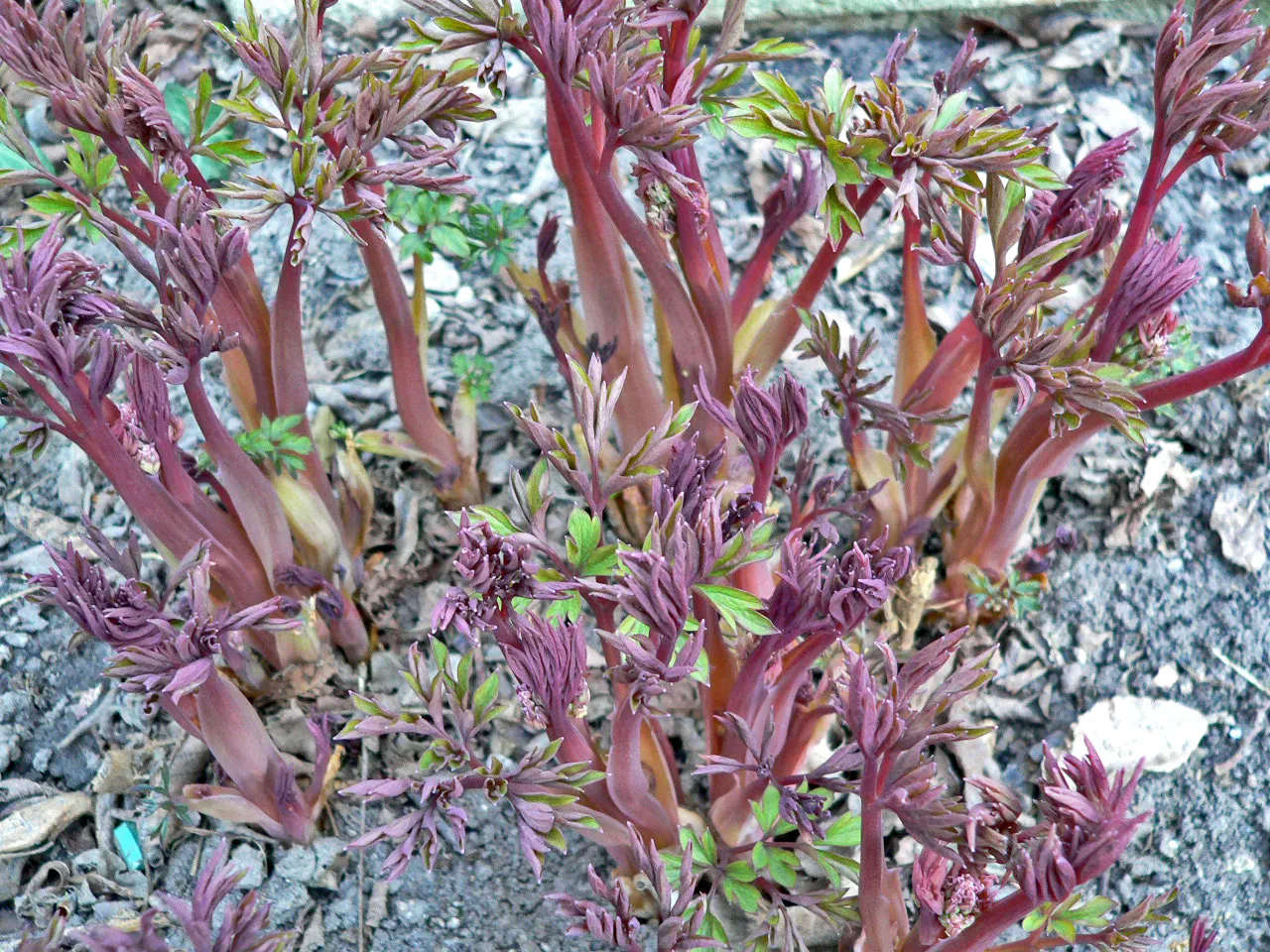 Bleeding Glory-Bower (Clerodendrum Thomsoniae) — This evergreen vine thrives in zones 9-11, preferring partial shade and well-draining soil, image 126