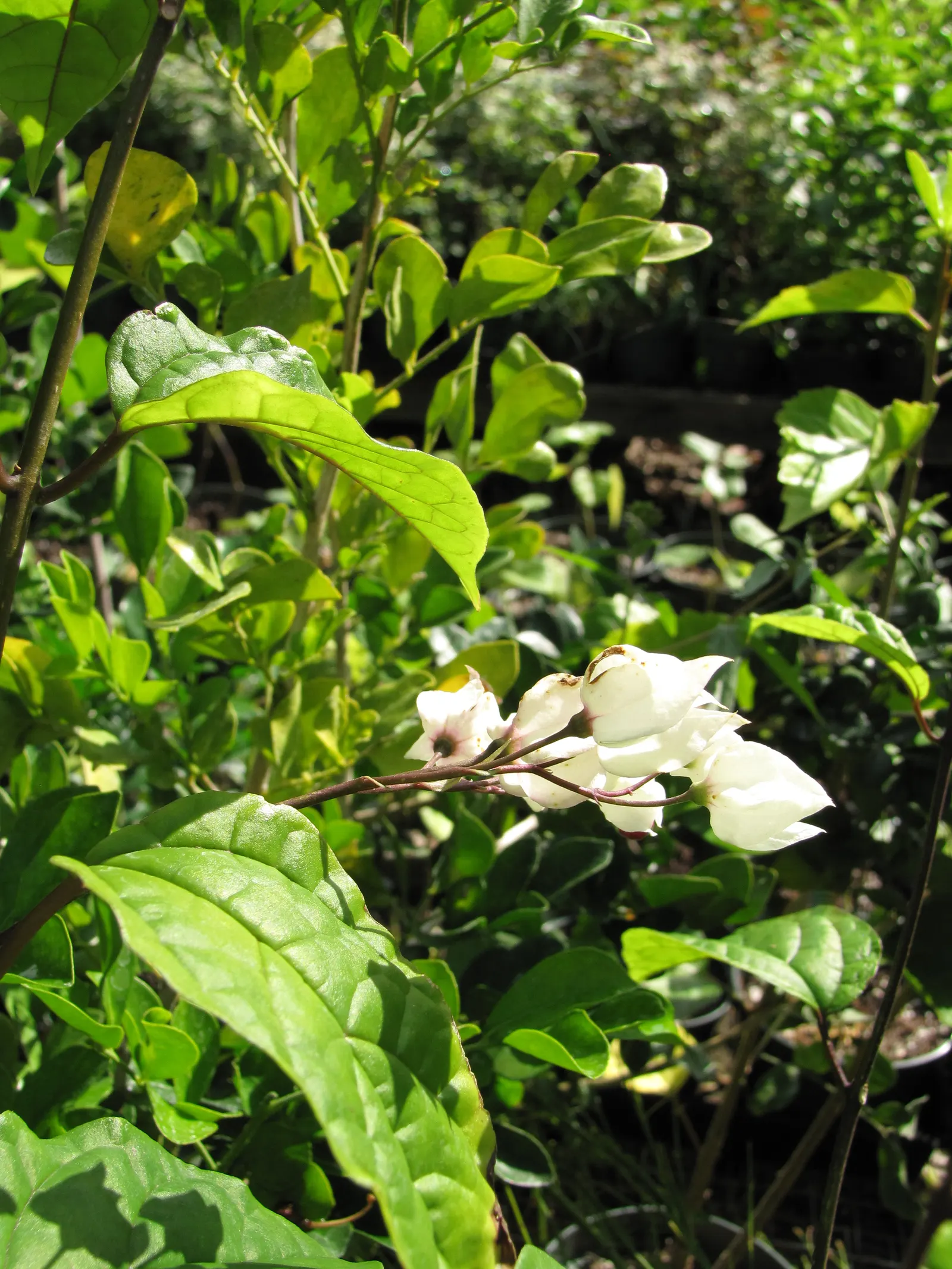 Bleeding Glory-Bower (Clerodendrum Thomsoniae) — scientifically named Clerodendrum thomsoniae; creating the appearance of a drop of blood - a, image 106