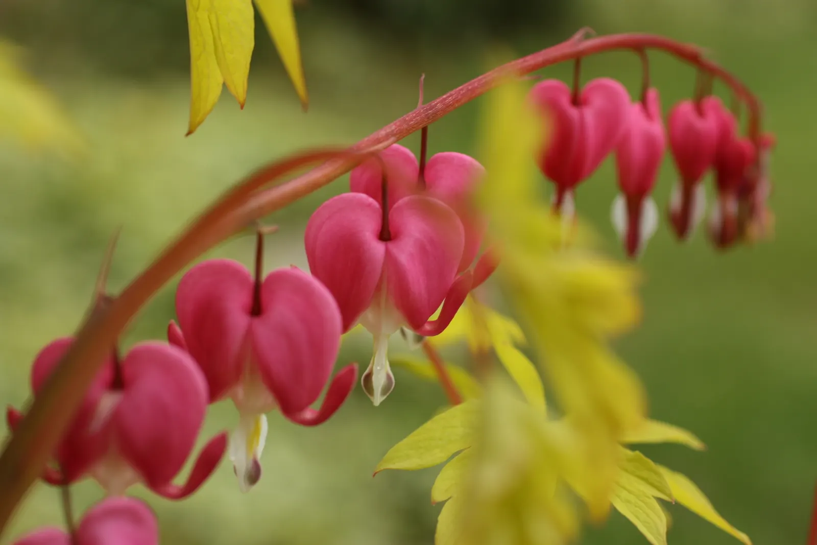 Bleeding Glory-Bower (Clerodendrum Thomsoniae) — or other vertical surfaces; is vital to facilitate the vine's climbing habit.<br><br>When, image 146