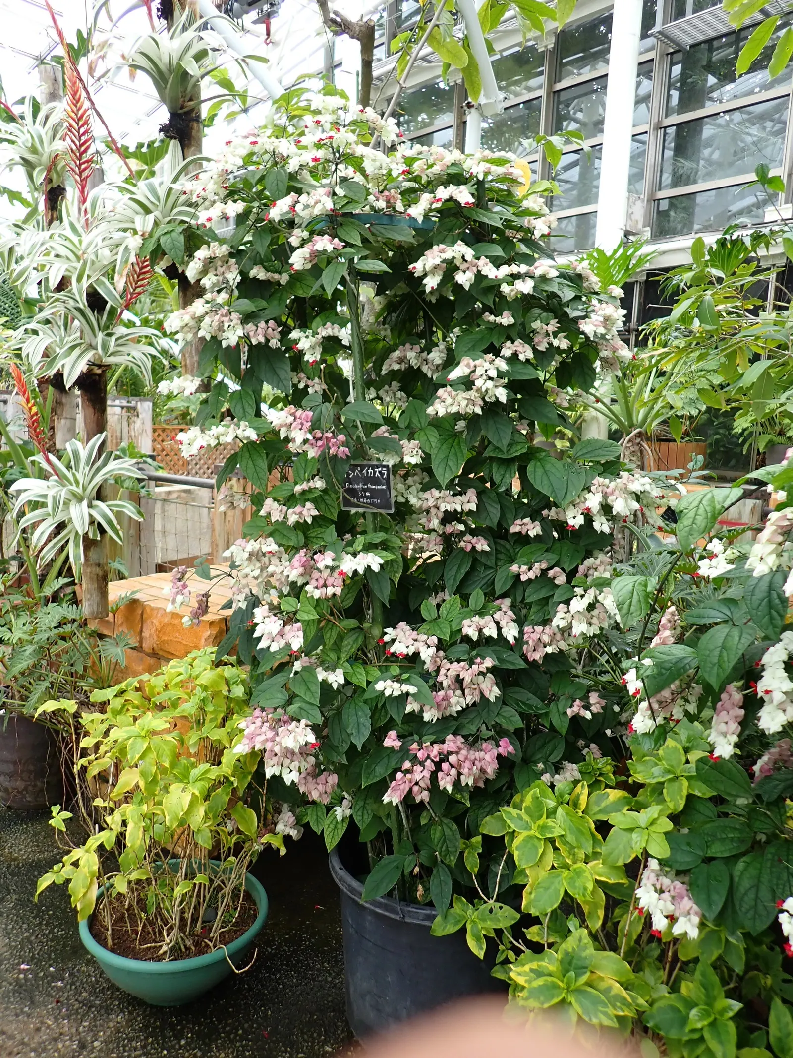 Bleeding Glory-Bower (Clerodendrum Thomsoniae) — Ideal for trellises or as a captivating focal point in a romantic garden theme; is an enchanting, image 155