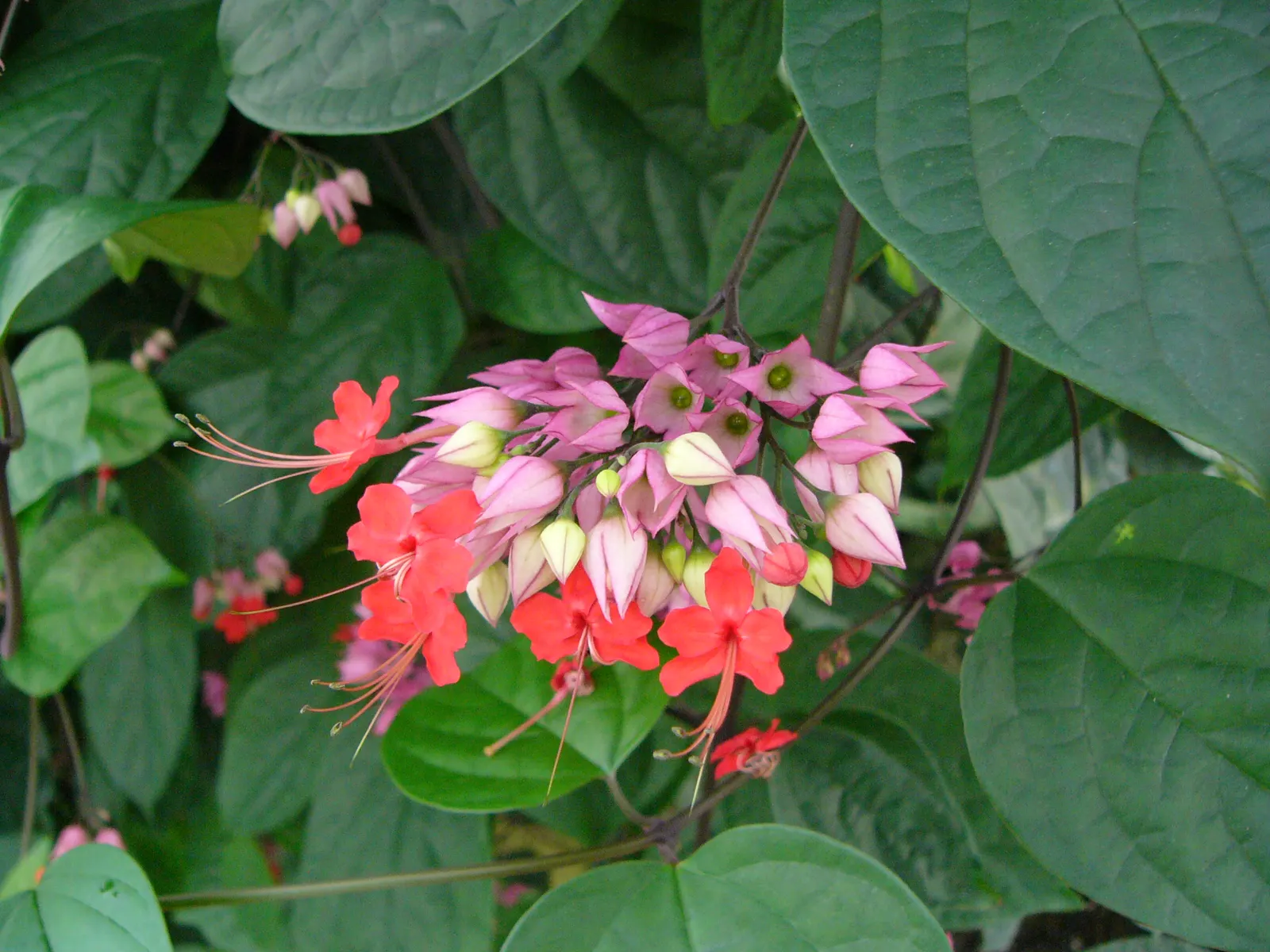 Bleeding Glory-Bower (Clerodendrum Thomsoniae) — Blooms appear in spring and summer, adding dramatic flair; such as a trellis or fence, image 78