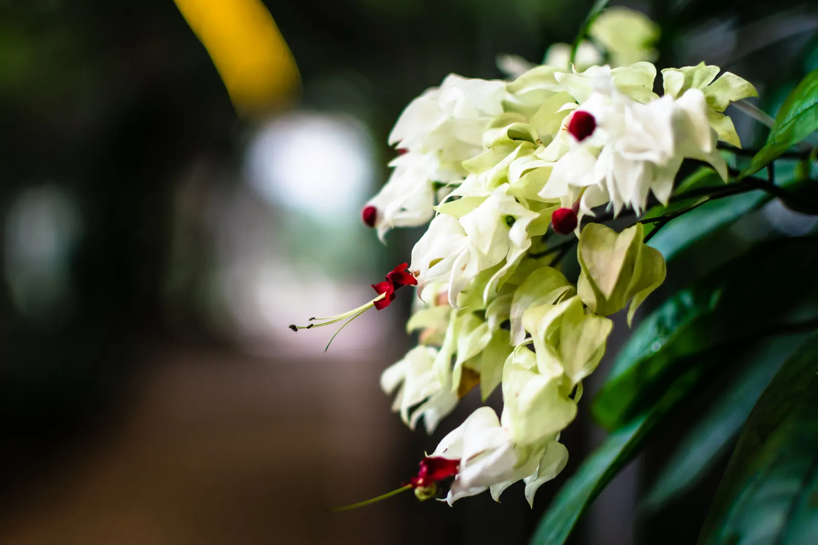 Bleeding Glory-Bower (Clerodendrum Thomsoniae) — This evergreen climber is renowned for its striking floral display and can reach a length of up to, image 58