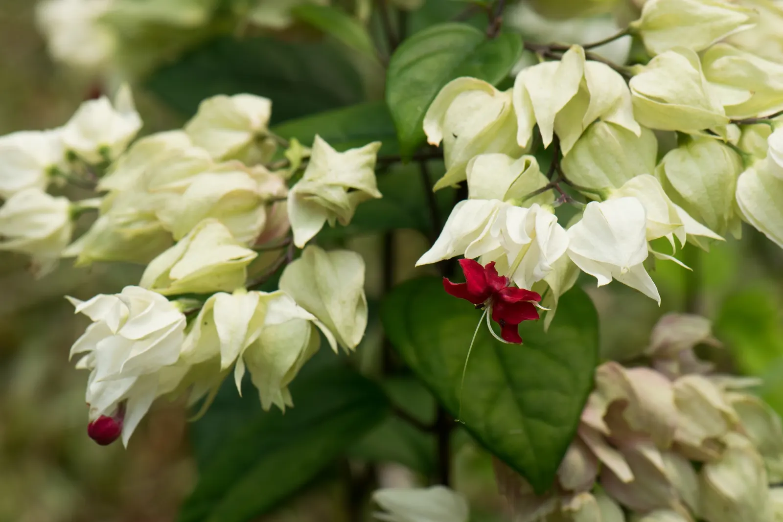 Bleeding Glory-Bower (Clerodendrum Thomsoniae) — A routine application of balanced