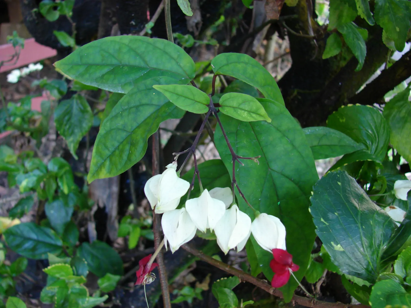 Bleeding Glory-Bower (Clerodendrum Thomsoniae) — vine for half; a routine application of balanced, image 125