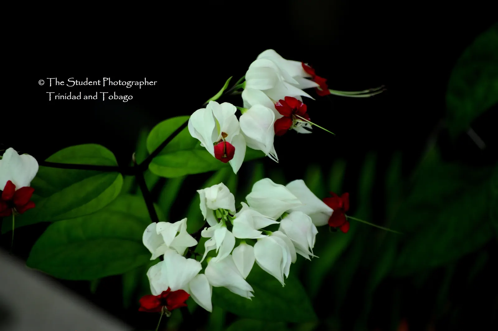 Bleeding Glory-Bower (Clerodendrum Thomsoniae) — is an enchanting tropical vine native to West Africa; or other vertical surfaces, image 157