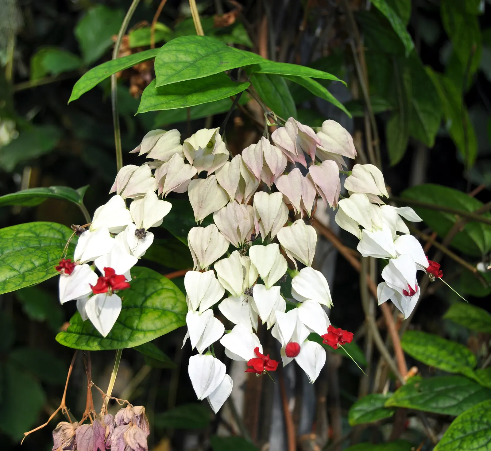 Bleeding Glory-Bower (Clerodendrum Thomsoniae) — Each unique bloom is composed of two parts: a white; scientifically named Clerodendrum thomsoniae, image 62