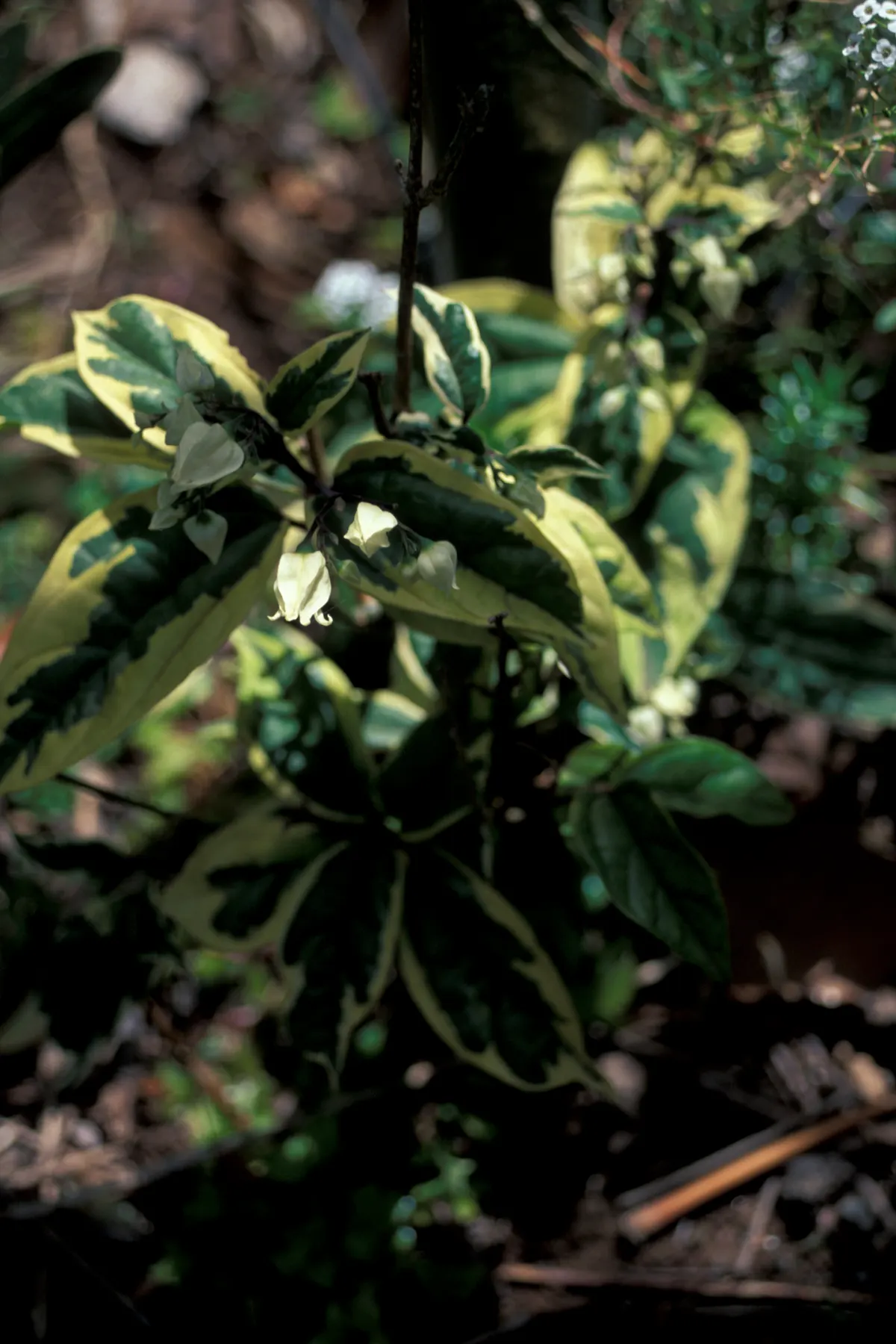 Bleeding Glory-Bower (Clerodendrum Thomsoniae) — consider its twining nature and striking flowers as focal points along walls; each unique bloom is, image 120