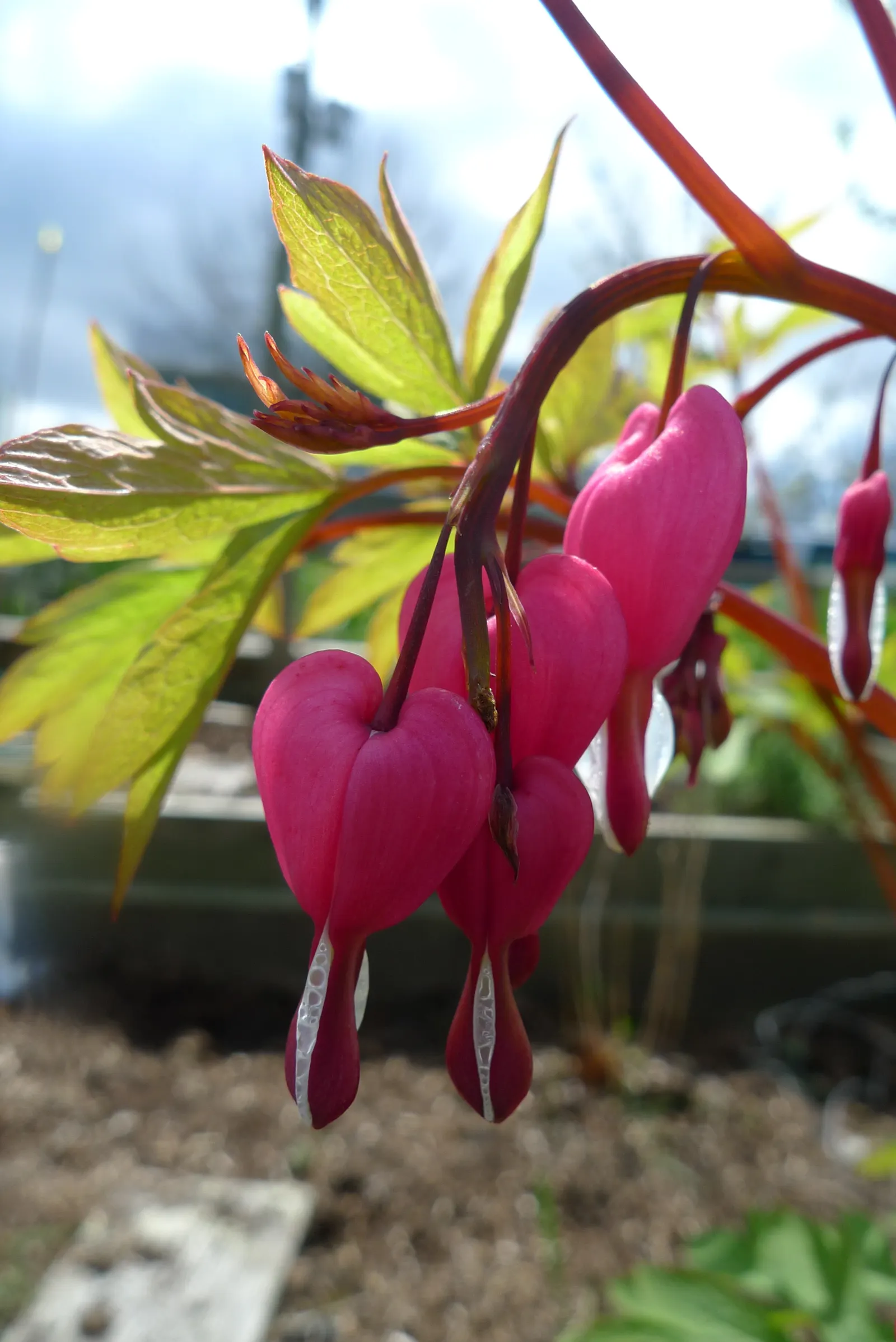 Bleeding Glory-Bower (Clerodendrum Thomsoniae) — creating the appearance of a drop of blood - a characteristic that inspired its common name, image 139