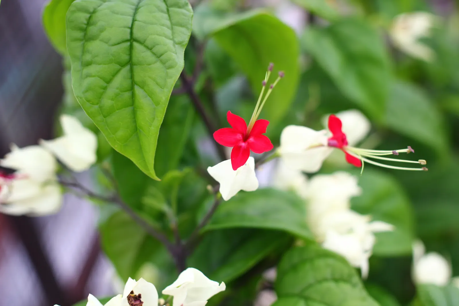 Bleeding Glory-Bower (Clerodendrum Thomsoniae) — vine for half; a routine application of balanced