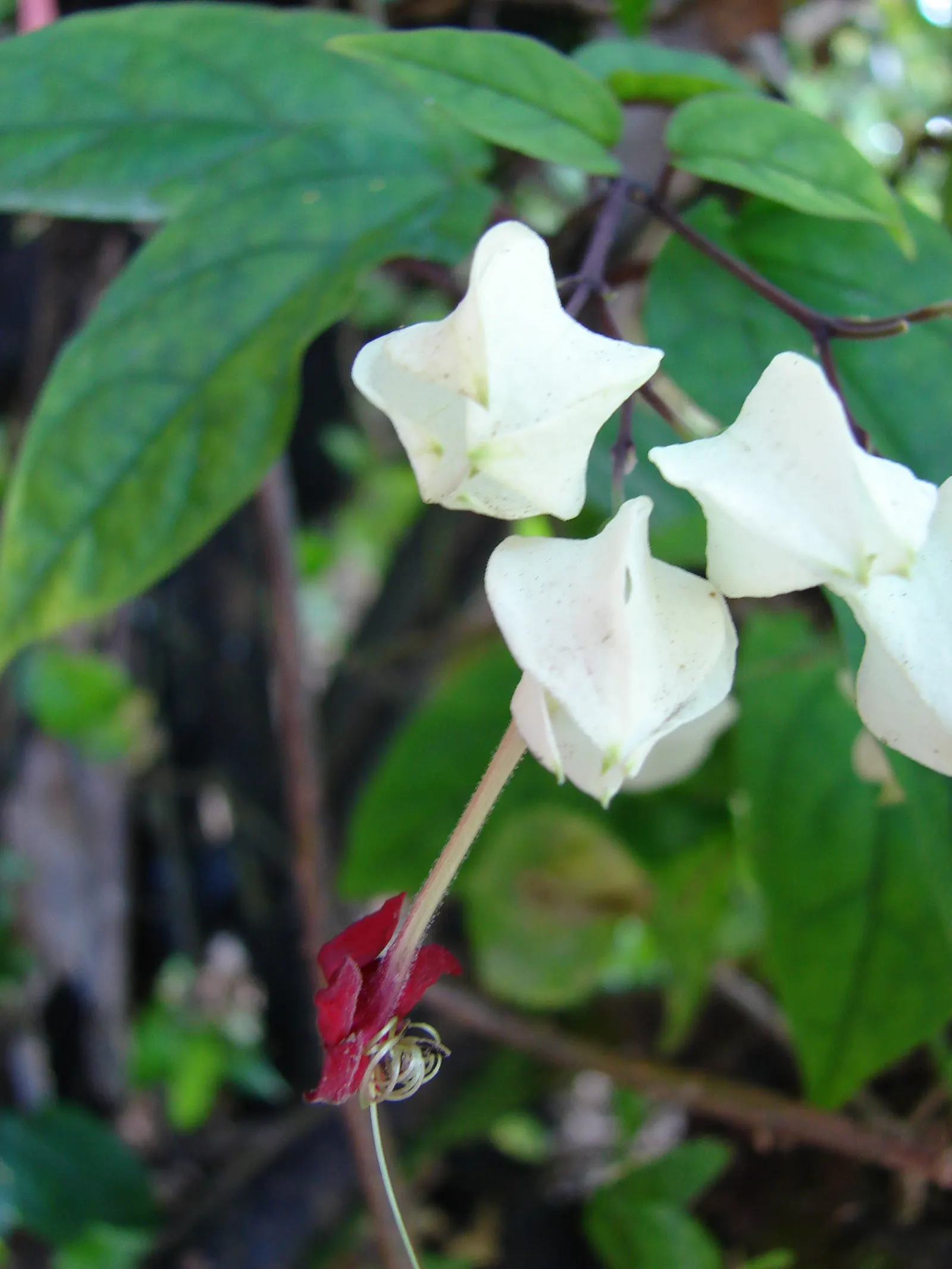 Bleeding Glory-Bower (Clerodendrum Thomsoniae) — such as a trellis or fence; multi-colored and red and white flowers in the garden, image 143