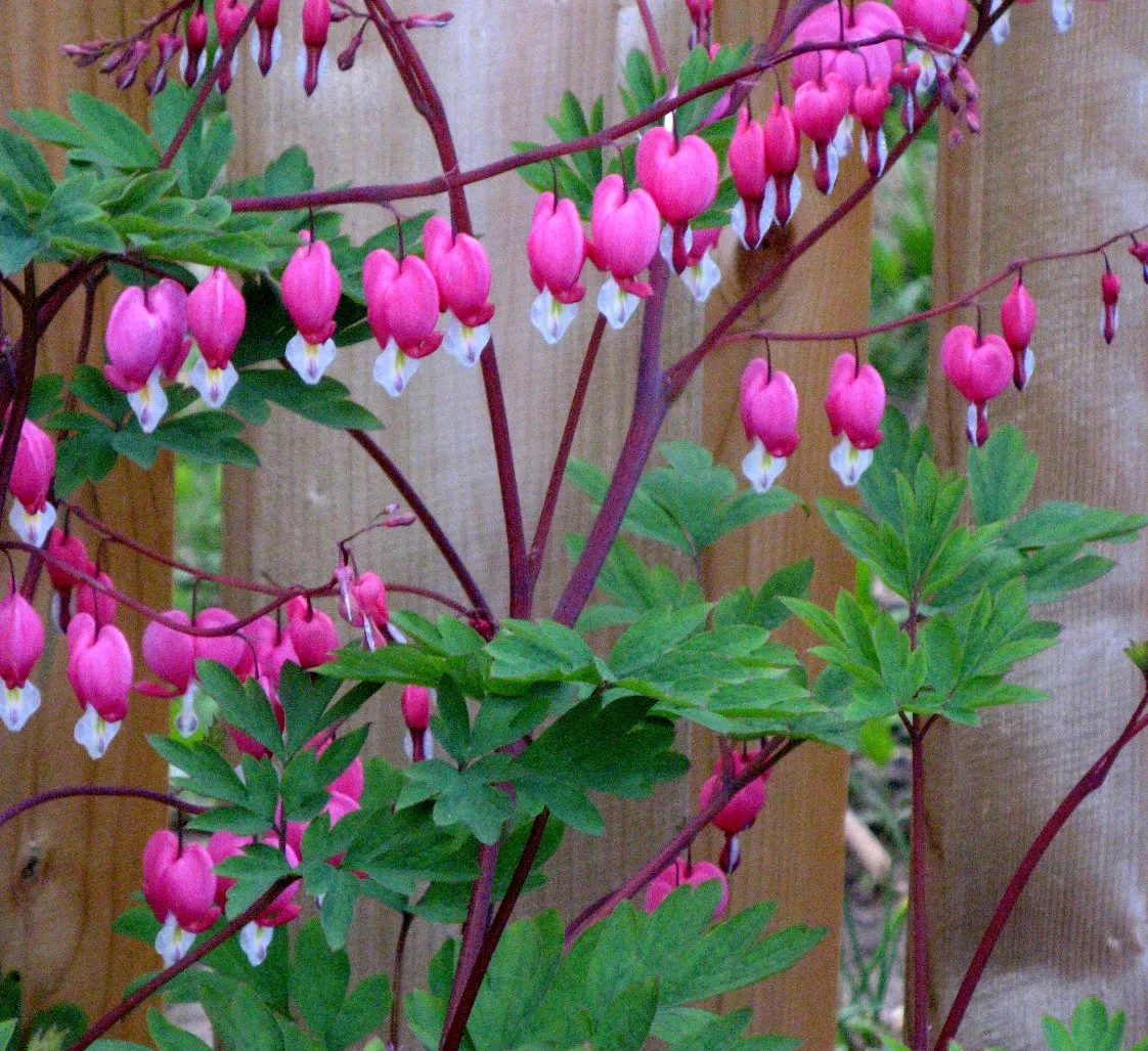 Bleeding Glory-Bower (Clerodendrum Thomsoniae) — creating the appearance of a drop of blood - a characteristic that inspired its common name; consider its