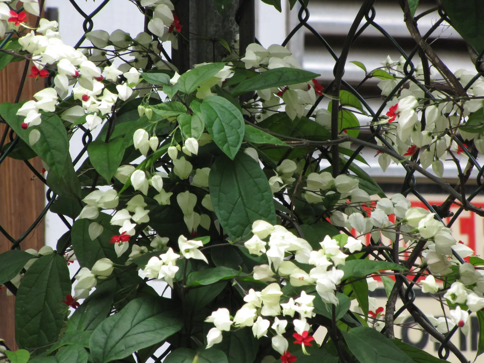Bleeding Glory-Bower (Clerodendrum Thomsoniae) — scientifically named Clerodendrum thomsoniae
