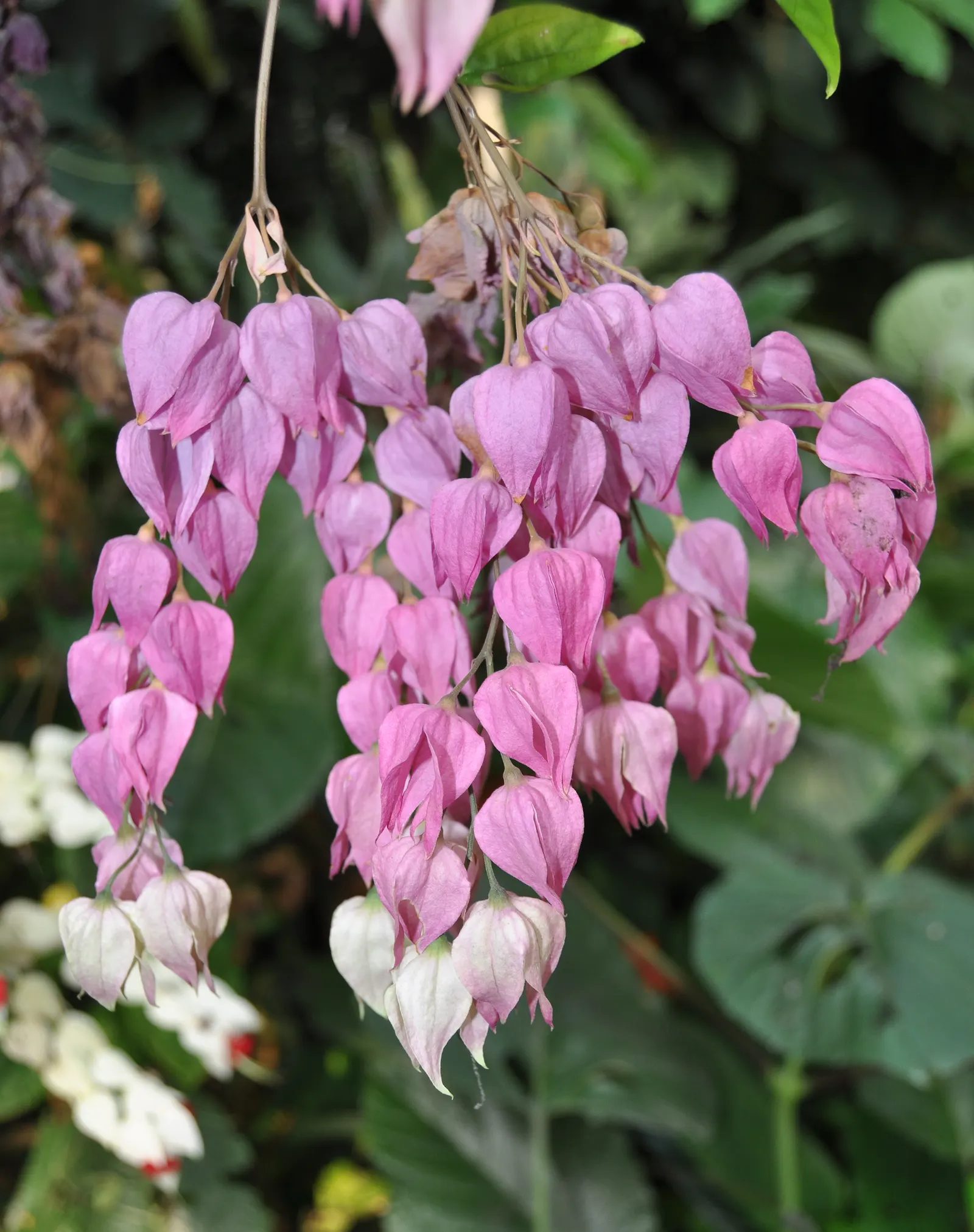 Bleeding Glory-Bower (Clerodendrum Thomsoniae) — Climbing up to 15 feet, it requires support for optimal growth