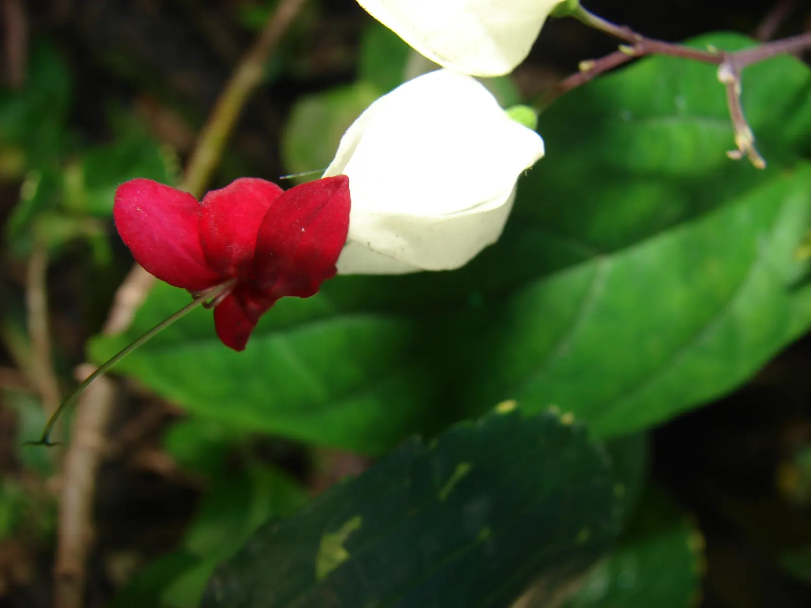 Bleeding Glory-Bower (Clerodendrum Thomsoniae) — creating the appearance of a drop of blood - a characteristic that inspired its common name, image 114