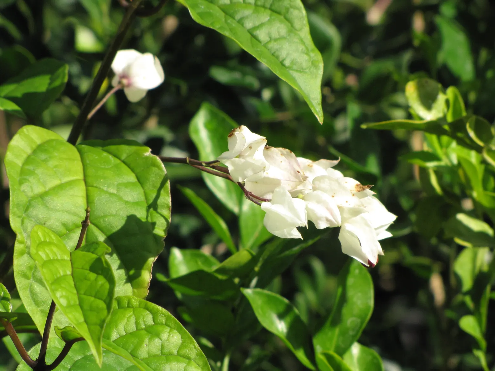 Bleeding Glory-Bower (Clerodendrum Thomsoniae) — although it requires some shade in the hottest part of the day; climbing up to 15 feet, it, image 115