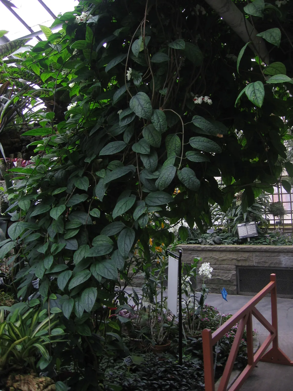 Bleeding Glory-Bower (Clerodendrum Thomsoniae) — scientifically named Clerodendrum thomsoniae; creating the appearance of a drop of blood - a characteristic