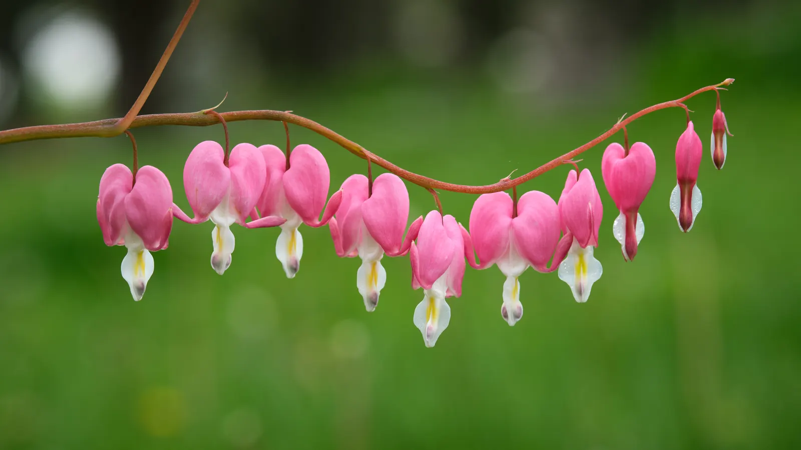 Bleeding Glory-Bower (Clerodendrum Thomsoniae) — such as a trellis or fence