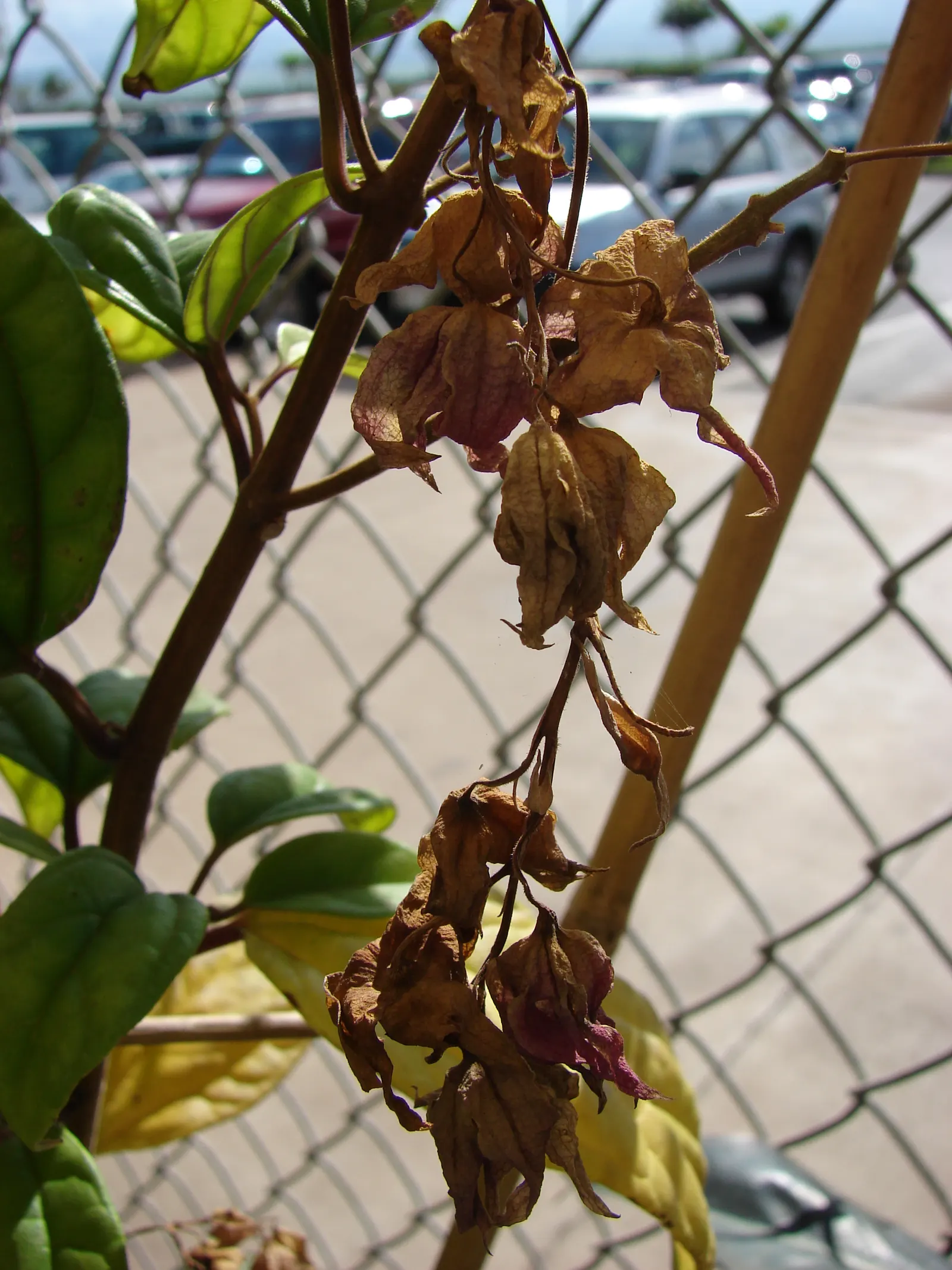 Bleeding Glory-Bower (Clerodendrum Thomsoniae) — It demands well-draining soil with a good amount of organic matter and a consistent moisture, image 66