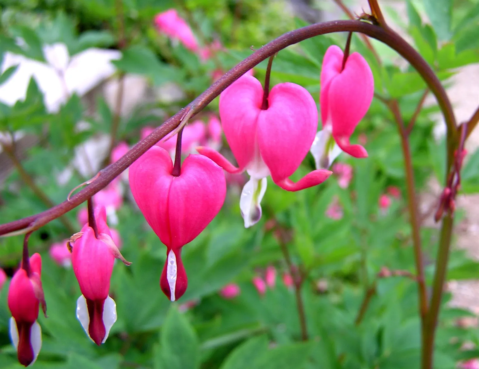 Bleeding Glory-Bower (Clerodendrum Thomsoniae) — is vital to facilitate the vine's climbing habit.<br><br>When integrating this plant into a, image 44