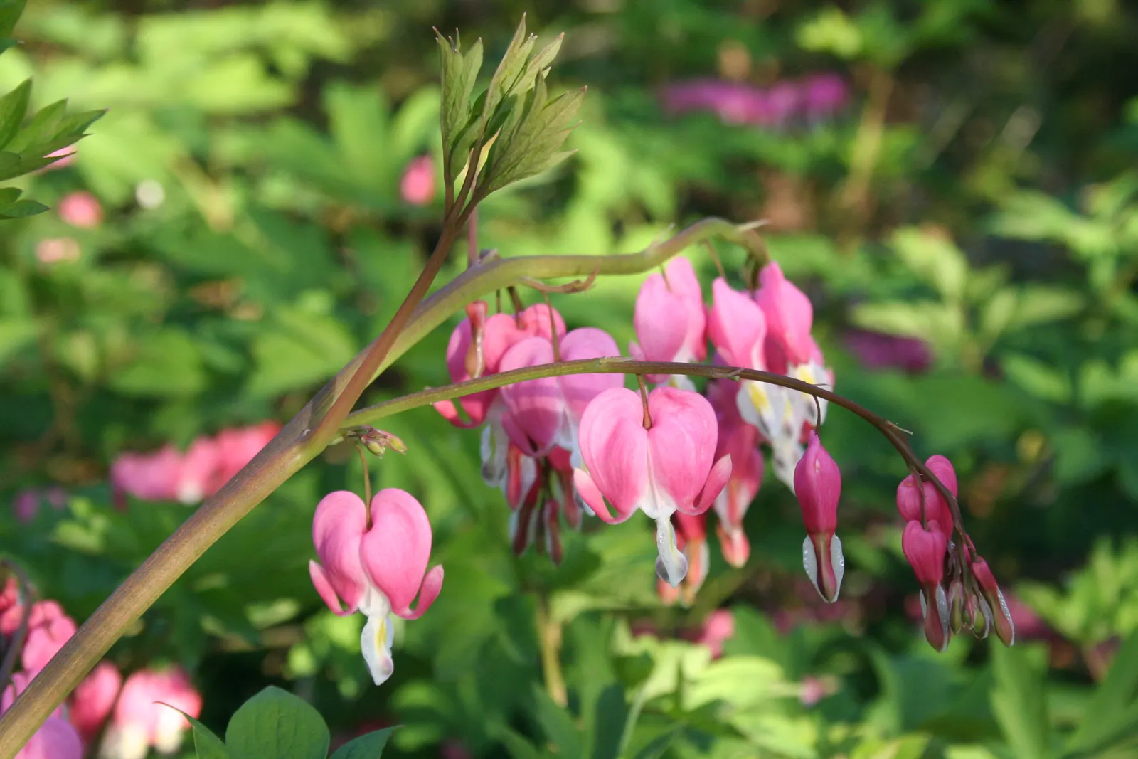 Bleeding Glory-Bower (Clerodendrum Thomsoniae) — It demands well-draining soil with a good amount of organic matter and a consistent moisture, image 116