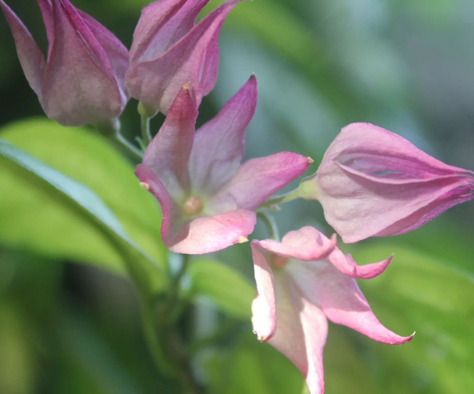 Bleeding Glory-Bower (Clerodendrum Thomsoniae) — Ideal for trellises or as a captivating focal point in a romantic garden theme; is an enchanting, image 105
