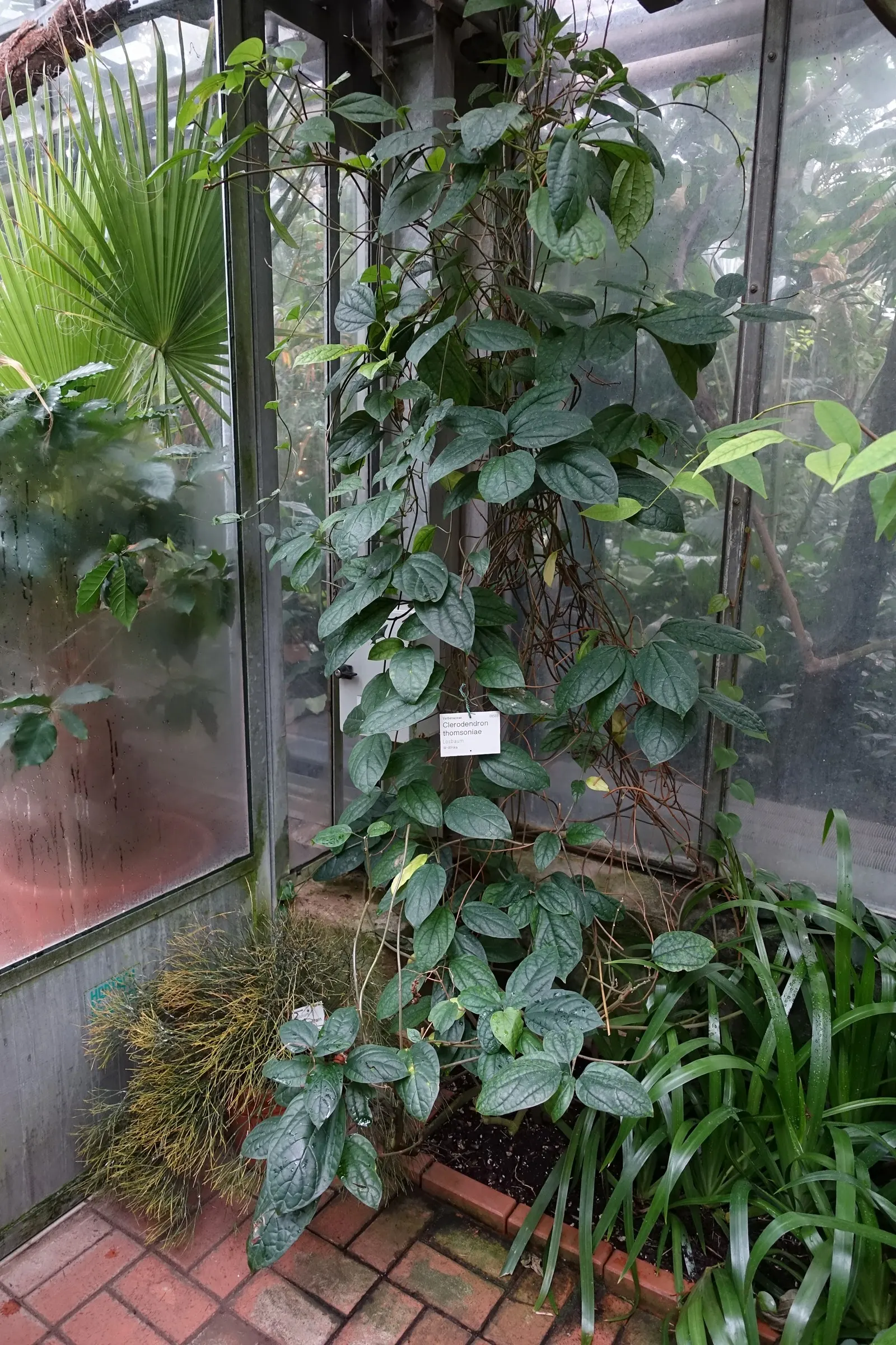 Bleeding Glory-Bower (Clerodendrum Thomsoniae) — Regular watering and occasional pruning maintain shape and health; vine for half, image 79