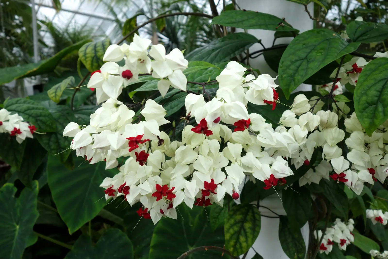 Bleeding Glory-Bower (Clerodendrum Thomsoniae) — The foliage consists of opposite; ovate leaves that are typically about 5 to 7 inches long, image 109