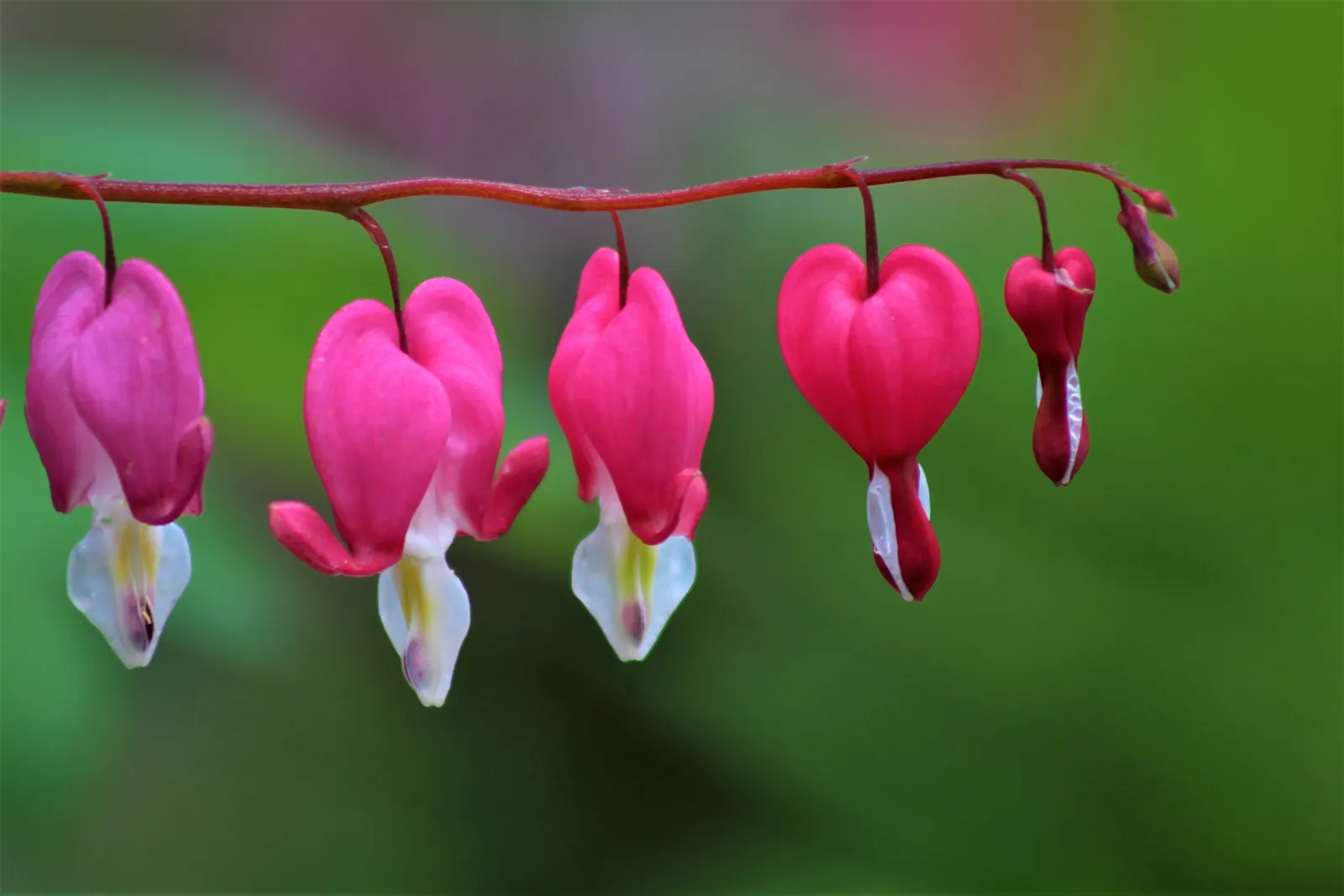 Bleeding Glory-Bower (Clerodendrum Thomsoniae) — pendulous flower that emerges from the center