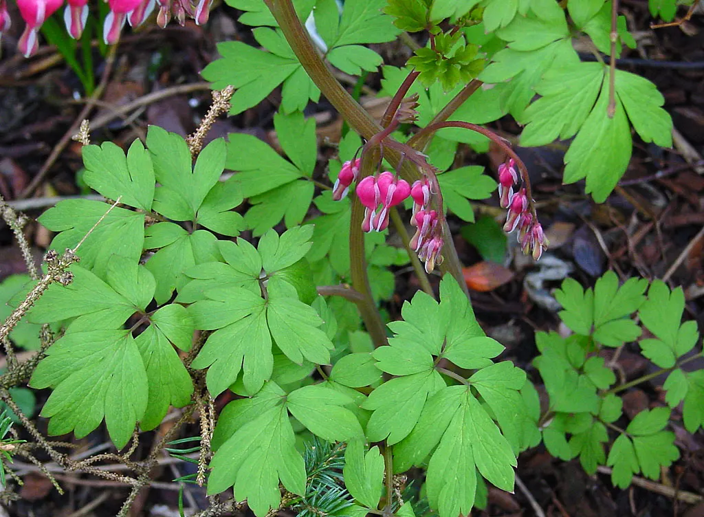 Bleeding Glory-Bower (Clerodendrum Thomsoniae) — is vital to facilitate the vine's climbing habit.<br><br>When integrating this plant into a, image 94