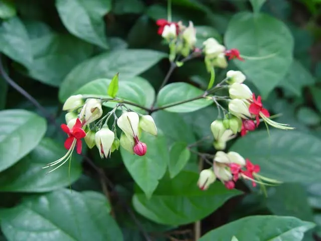 Bleeding Glory-Bower (Clerodendrum Thomsoniae) — Regular watering and occasional pruning maintain shape and health; vine for half, image 104