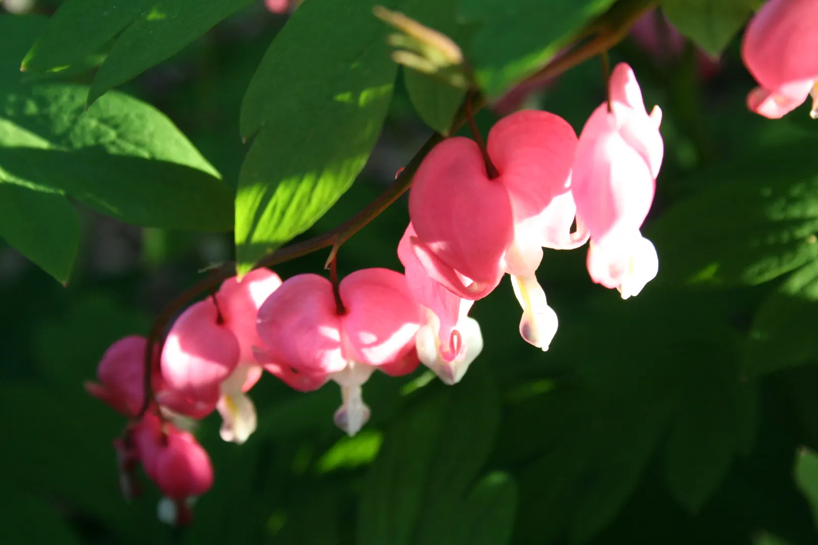 Bleeding Glory-Bower (Clerodendrum Thomsoniae) — Ideal for trellises or as a captivating focal point in a romantic garden theme; is an enchanting, image 130